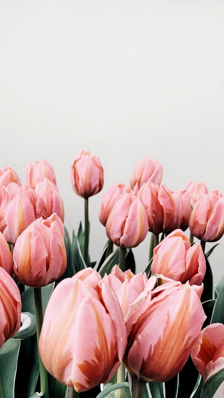 940x1670 Download wallpaper  tulips, flowers, pink, bloom iphone 8, Phone