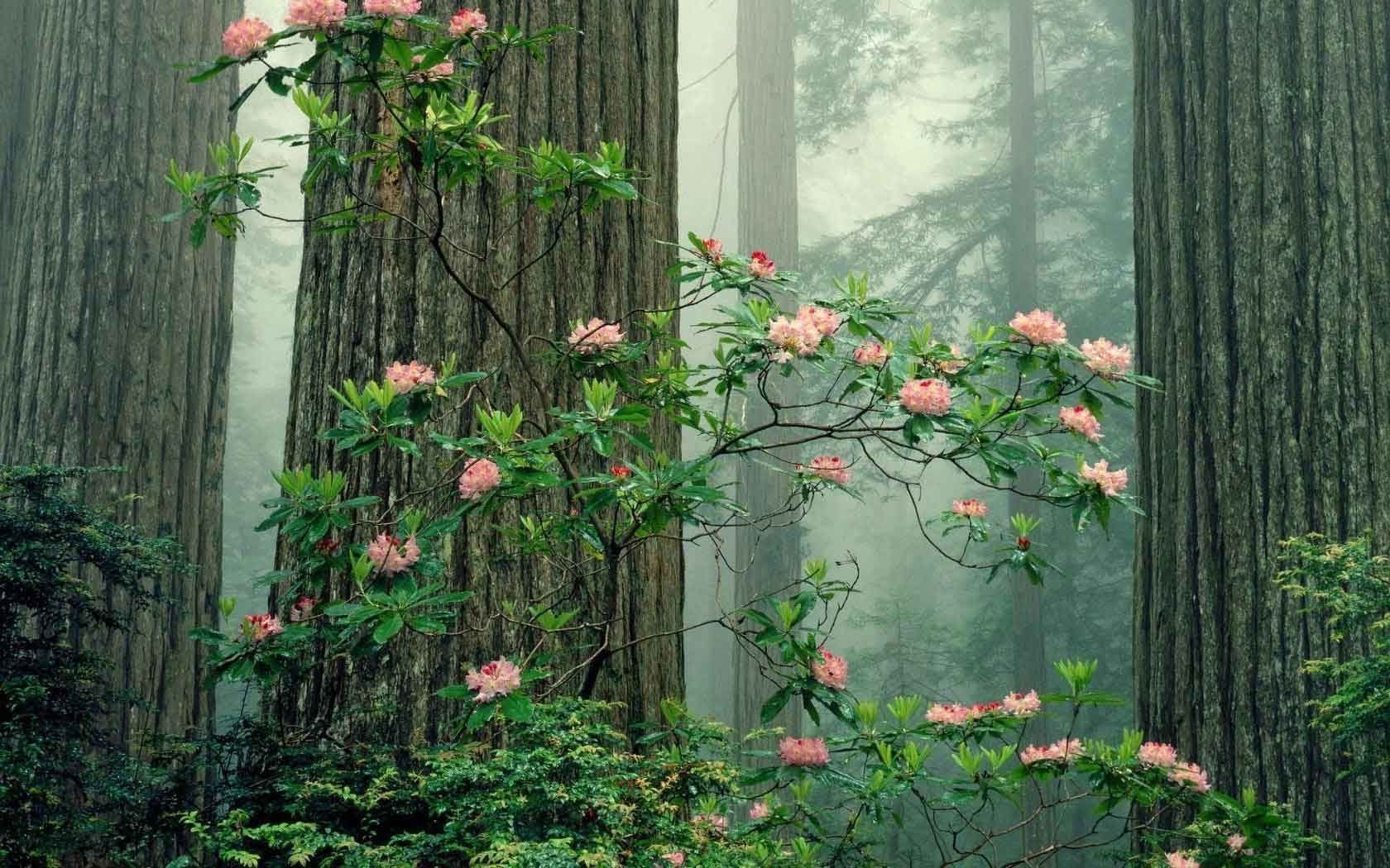 1680x1050 Plant Aesthetic Laptop Wallpaper, Desktop