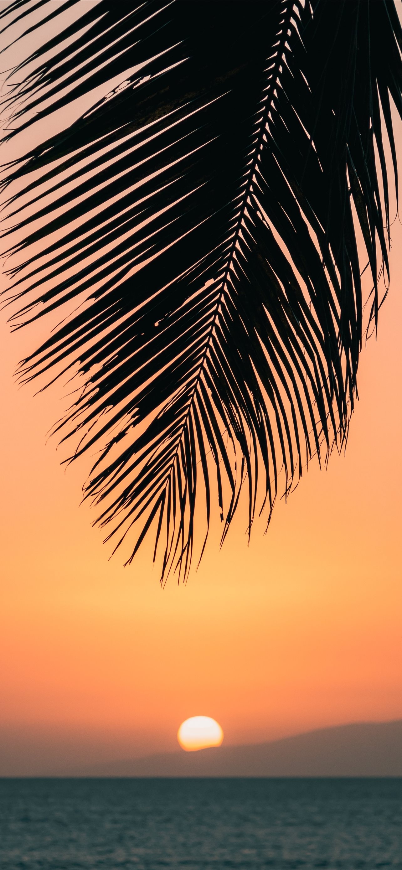 1290x2780 Best Hawaii iPhone HD Wallpaper, Phone