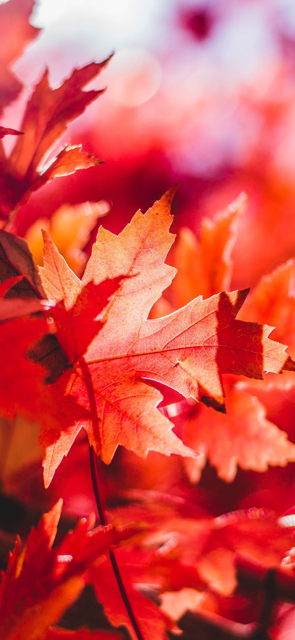 1130x2440 iPhone X wallpaper. maple leaf flower red fall autumn nature, Phone