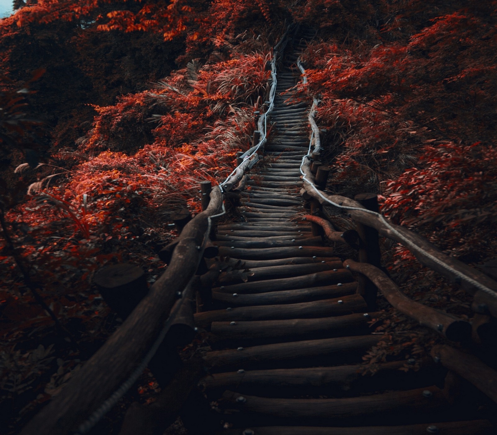 1600x1400 Wallpaper, trees, landscape, forest, fall, dark, water, nature, red, sky, shrubs, path, Formation, tree, autumn, leaf, darkness, geological phenomenon,  px, Desktop