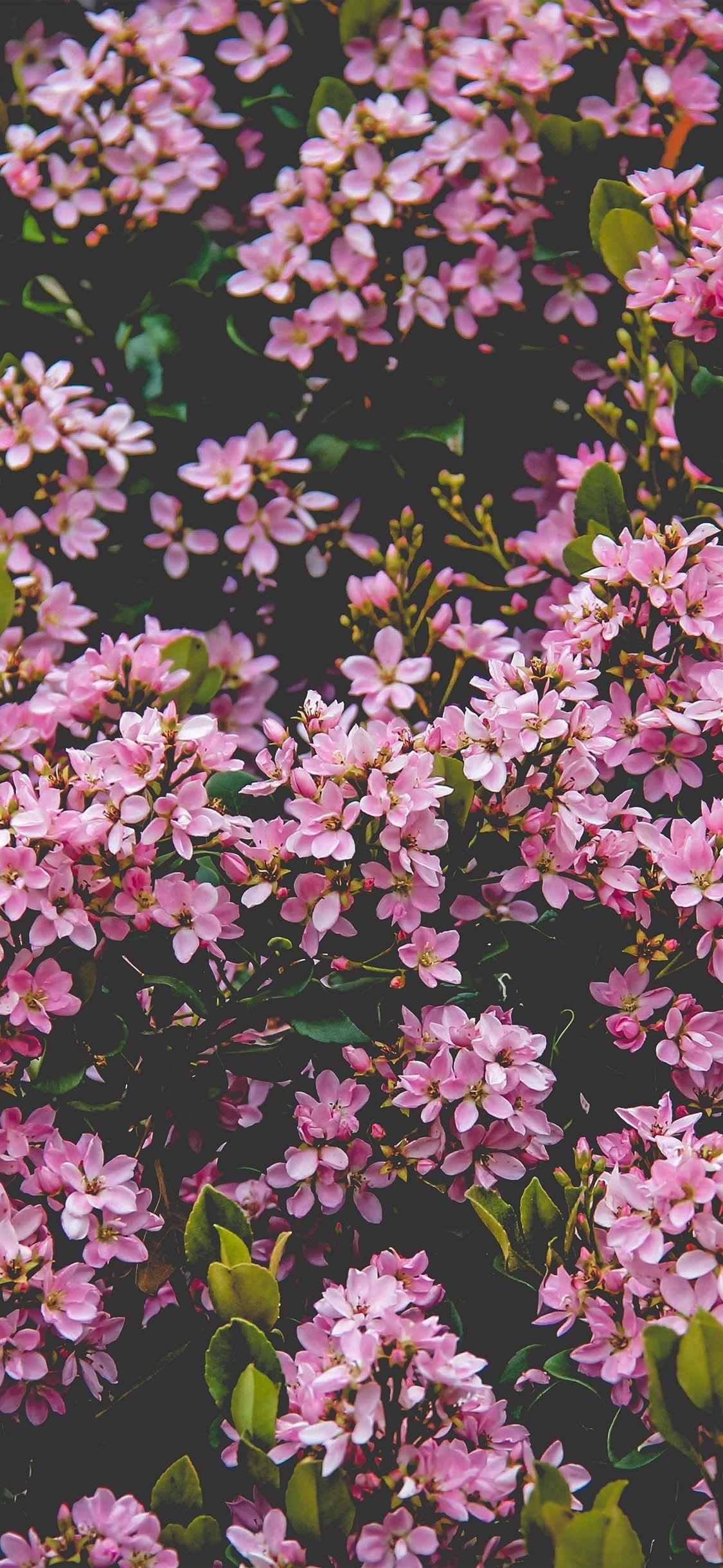 1130x2440 iPhoneX wallpaper: flower pink spring happy nature. Pink, Phone