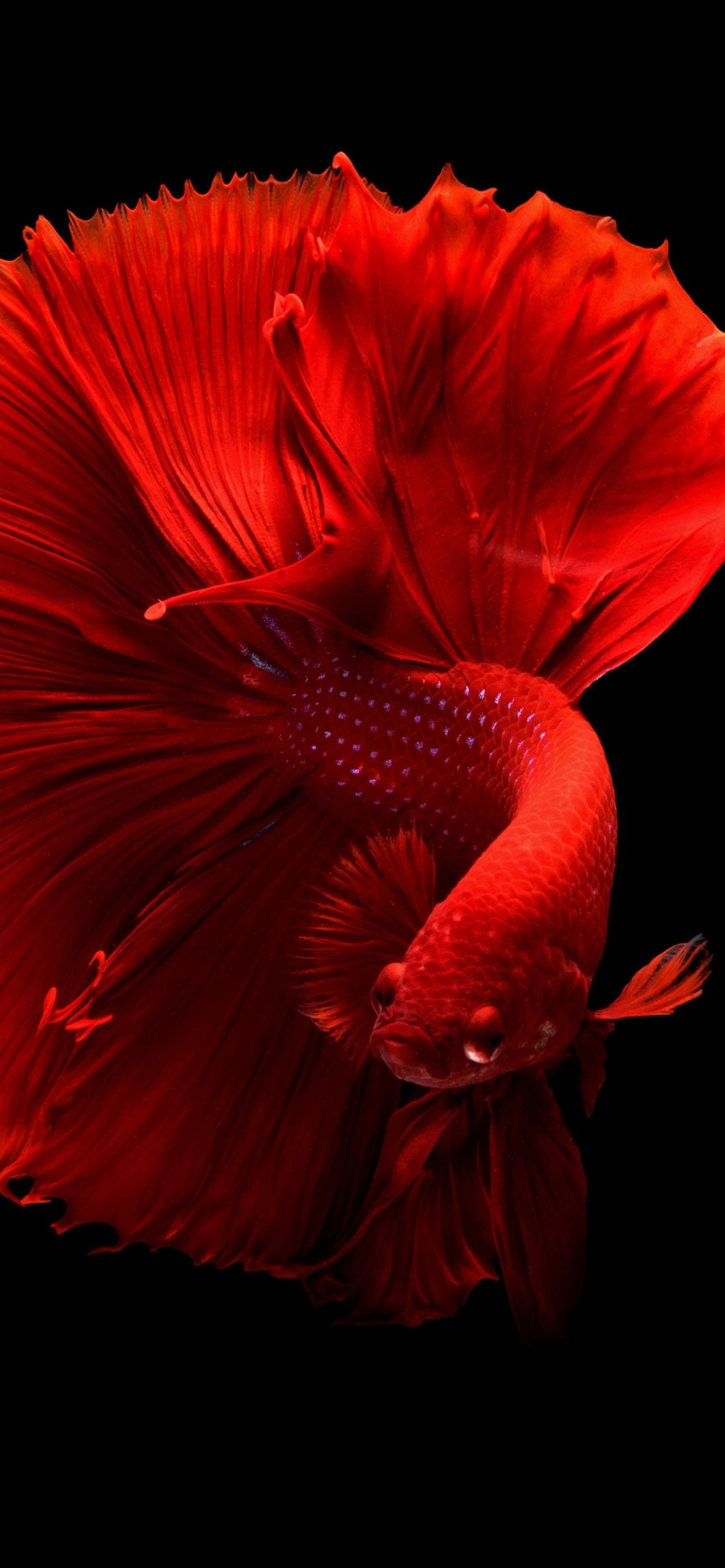 1250x2690 Beautiful red fish, tail, black background  iPhone 11 Pro, Phone