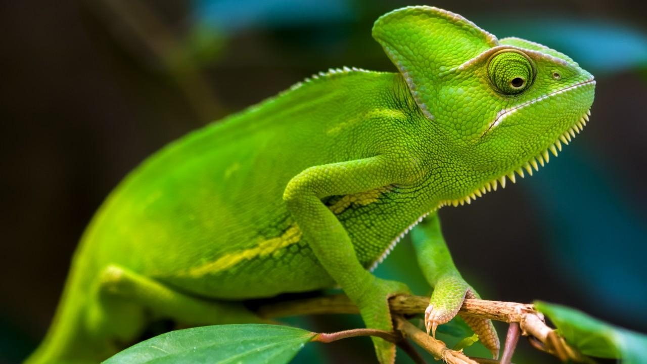 1280x720 Wallpaper Chameleon, Green, HD, Animals, Desktop