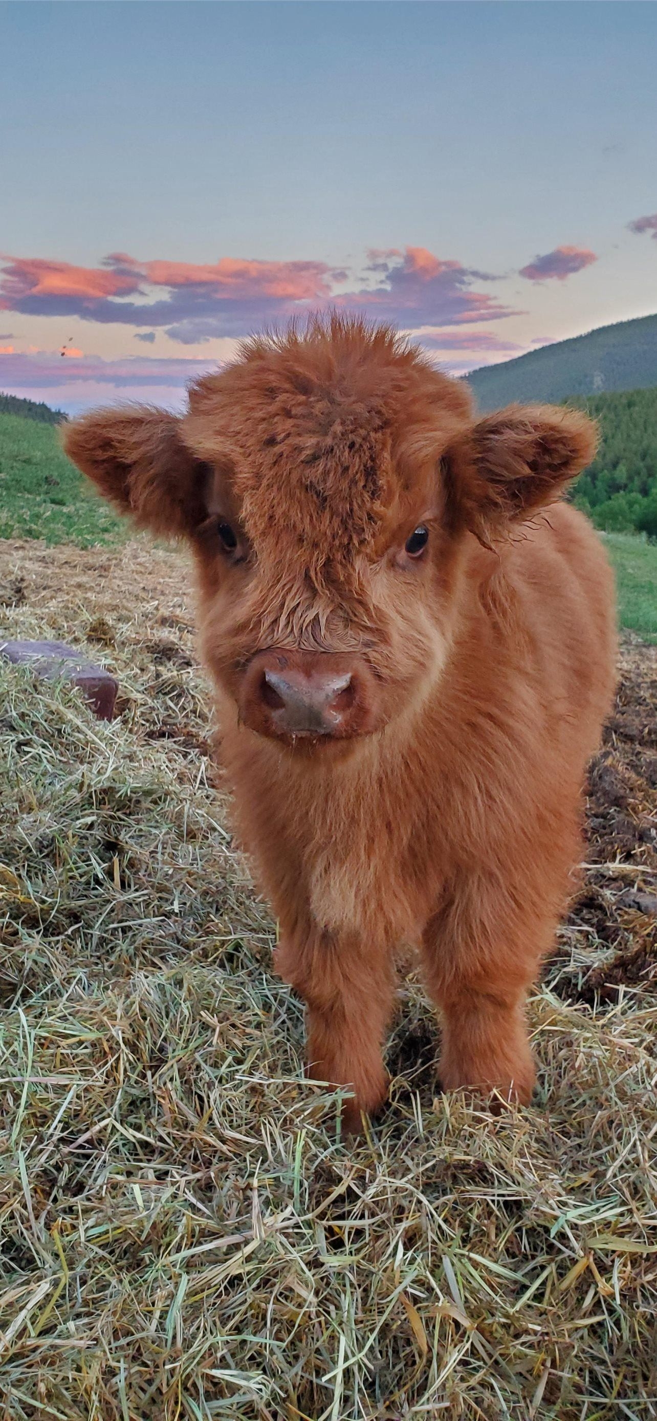 1290x2780 highland cow iPhone Wallpaper. Cow, Baby highland cow, Baby cows, Phone