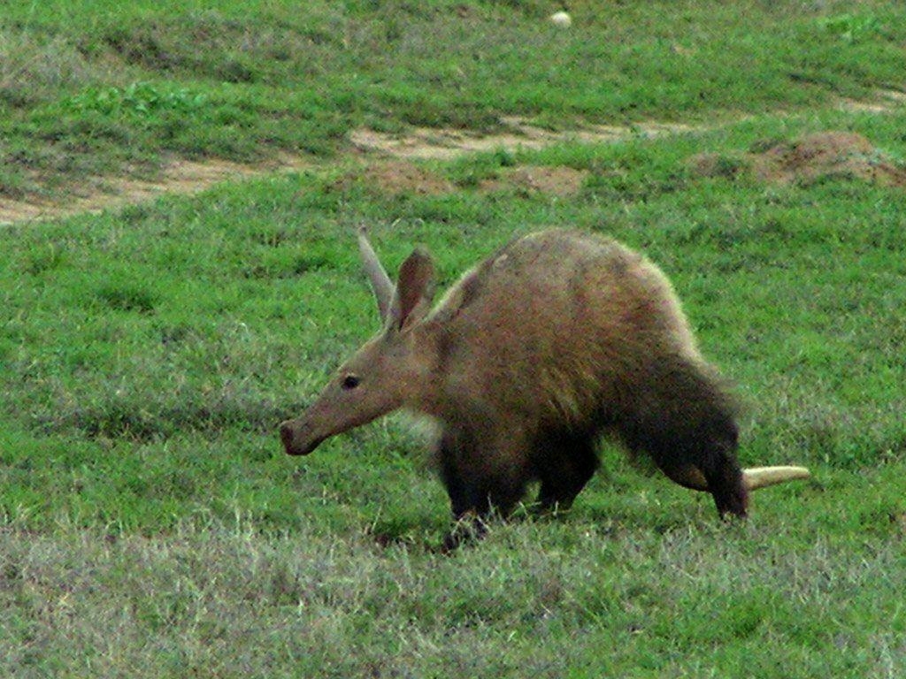 1030x770 Free aardvark Wallpaper download, Desktop