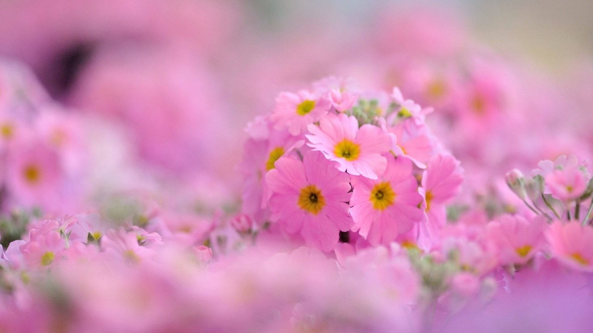 1920x1080 Download Aesthetic Chromebook Pink Flowers Wallpaper, Desktop