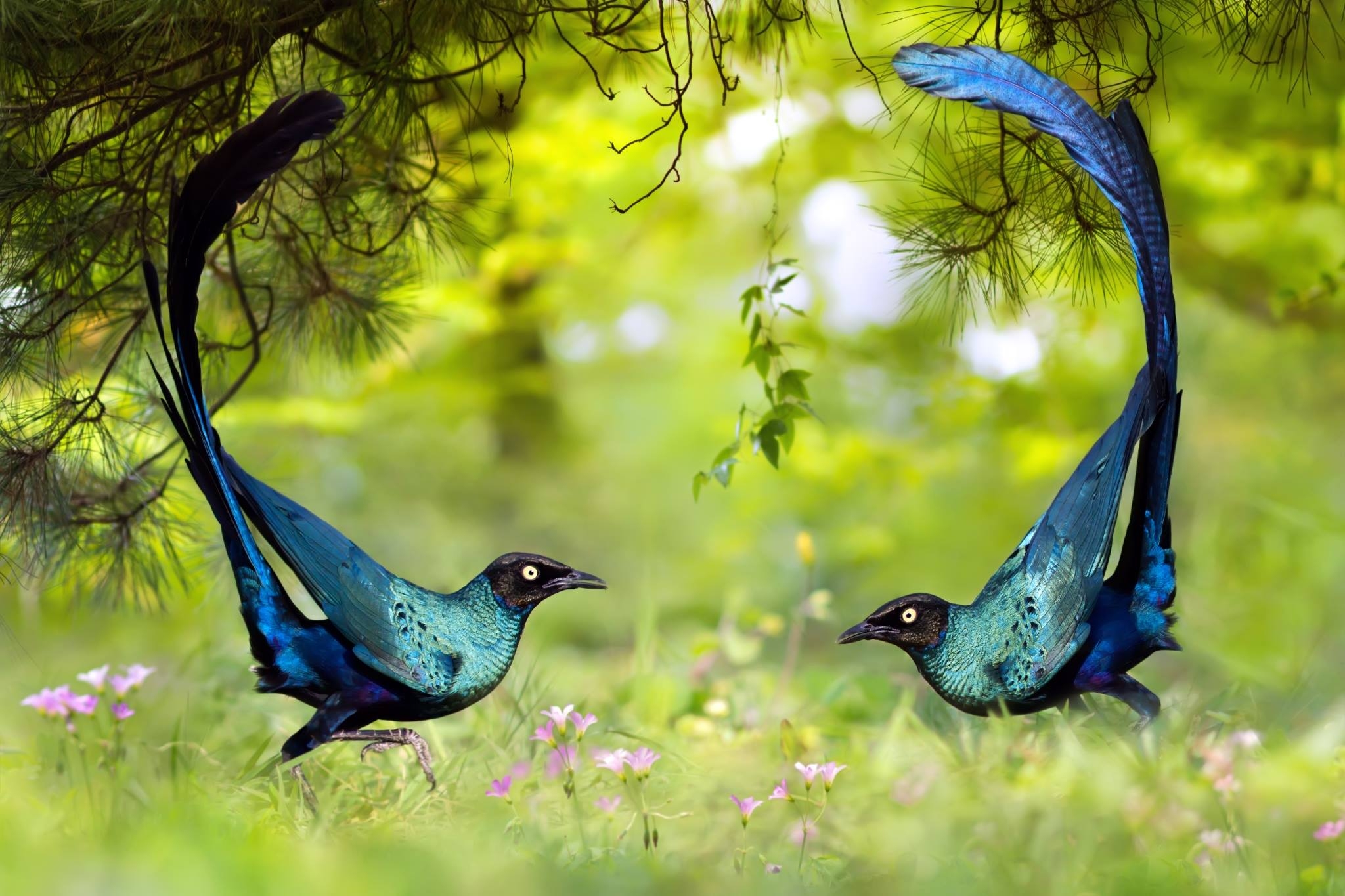 2050x1370 Long Tailed Glossy Starlings HD Wallpaper. Background Image, Desktop