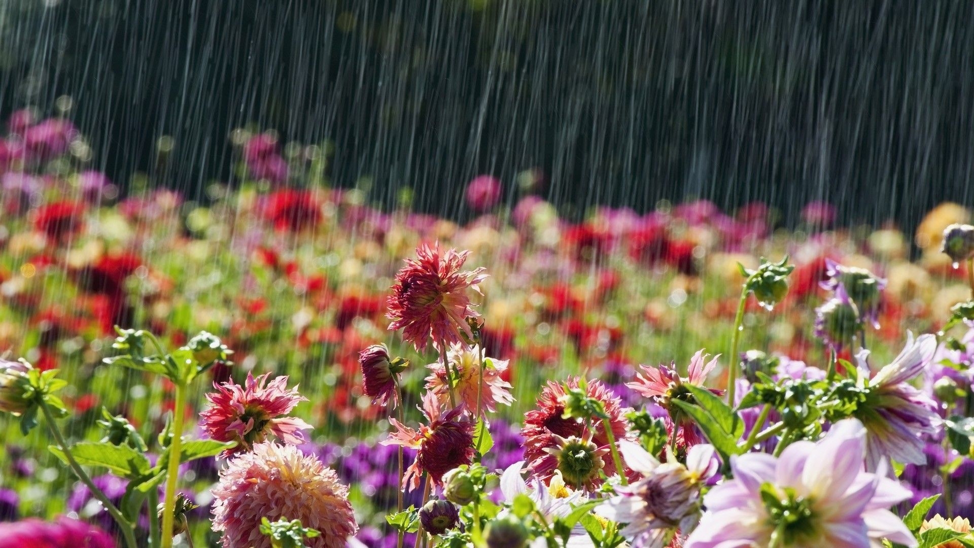 1920x1080 Rainy Flowers wallpaperx1080, Desktop