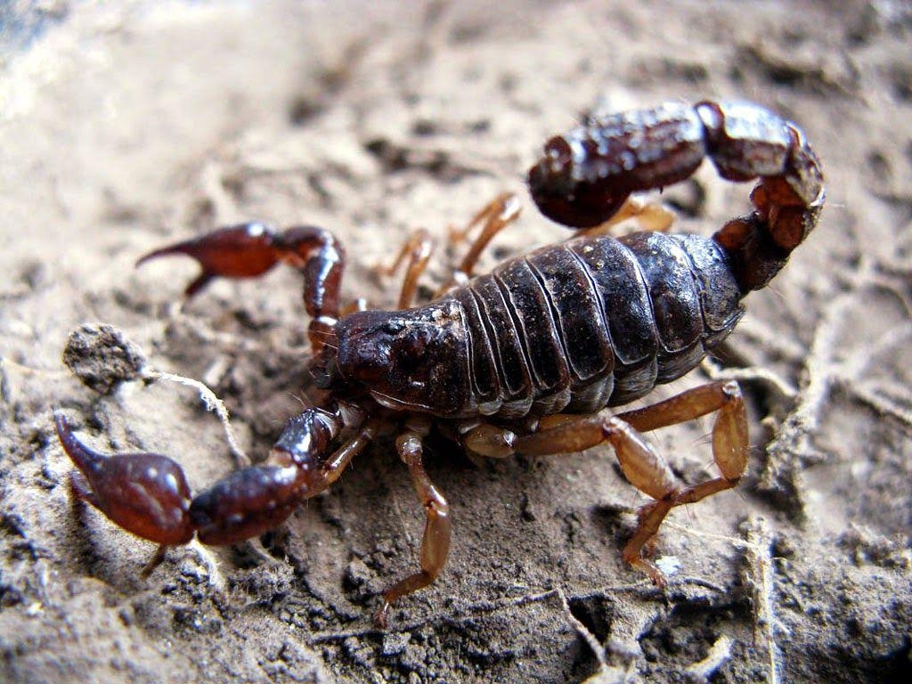 1030x770 colorful scorpions animals Google. Animal, Desktop