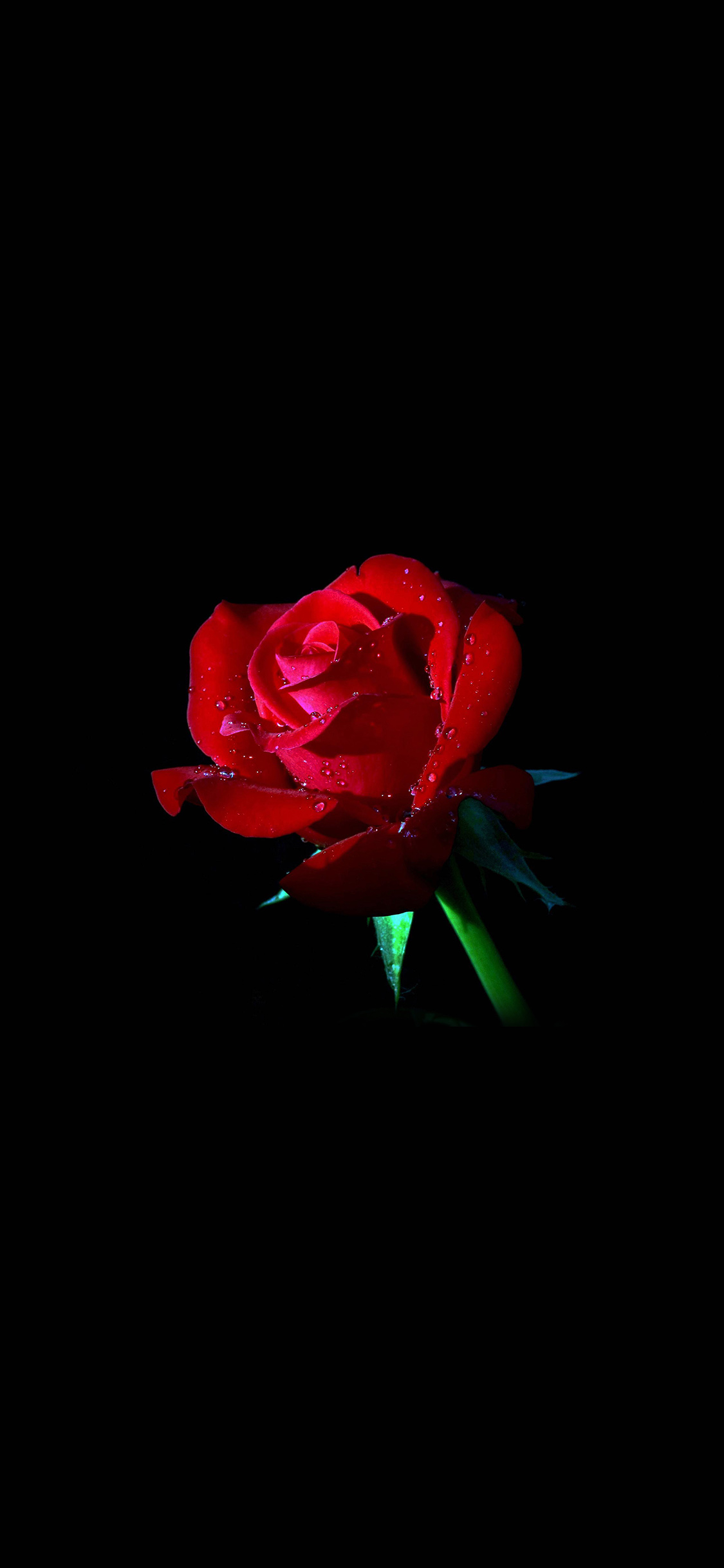 1130x2440 Red Rose Dark Flower Nature, Phone