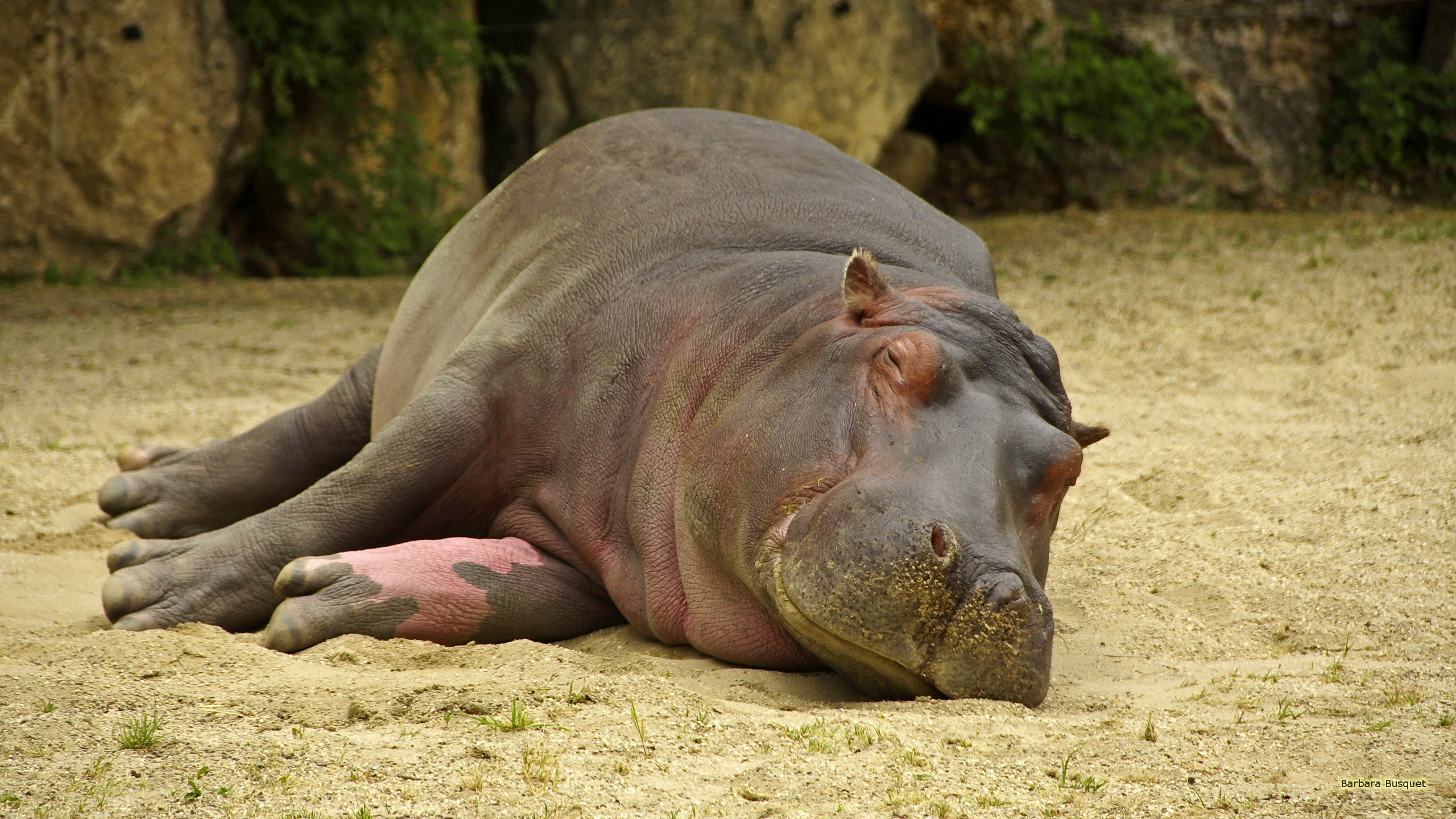 2560x1440 Hippopotamus Wallpaper, Desktop