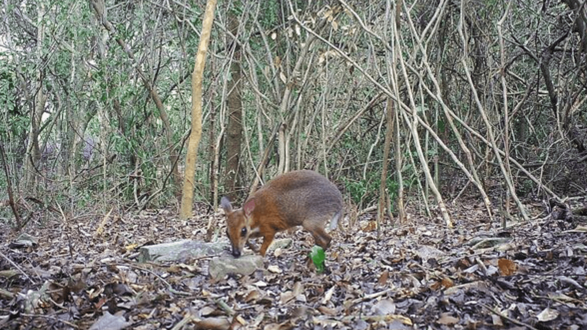 1920x1080 Lost species of fanged 'mouse deer' spotted for first time, Desktop