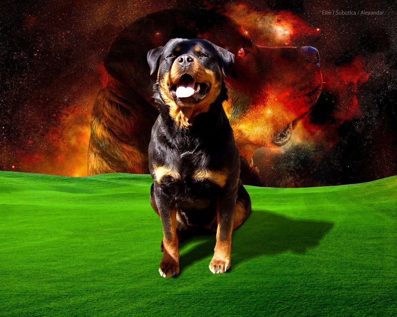 1280x1030 Rottweiler Dogs HD Wallpaper Wallpaper Inn, Desktop