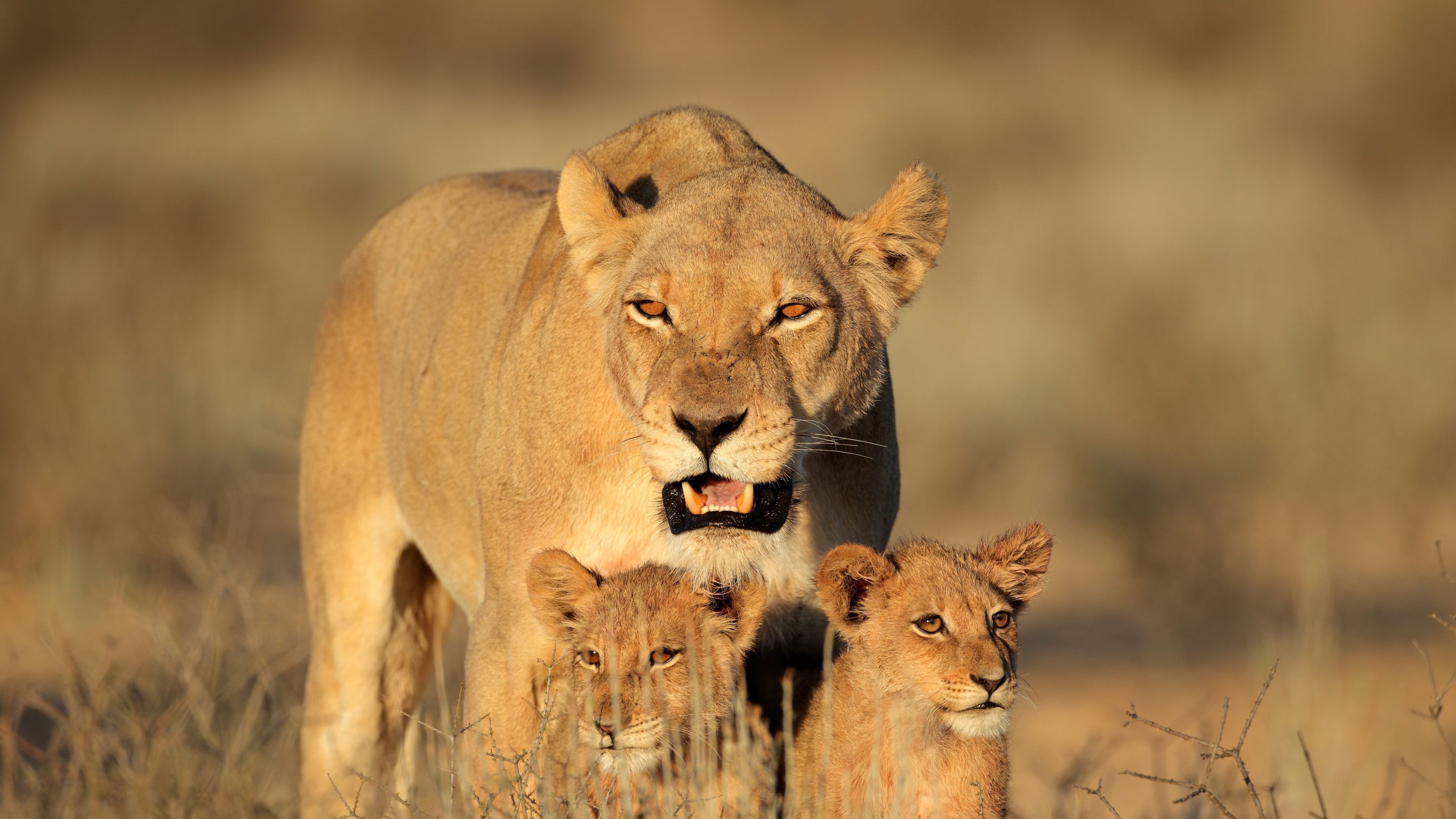 3840x2160 Download wallpaper  lion, female, lion cubs, family, Desktop