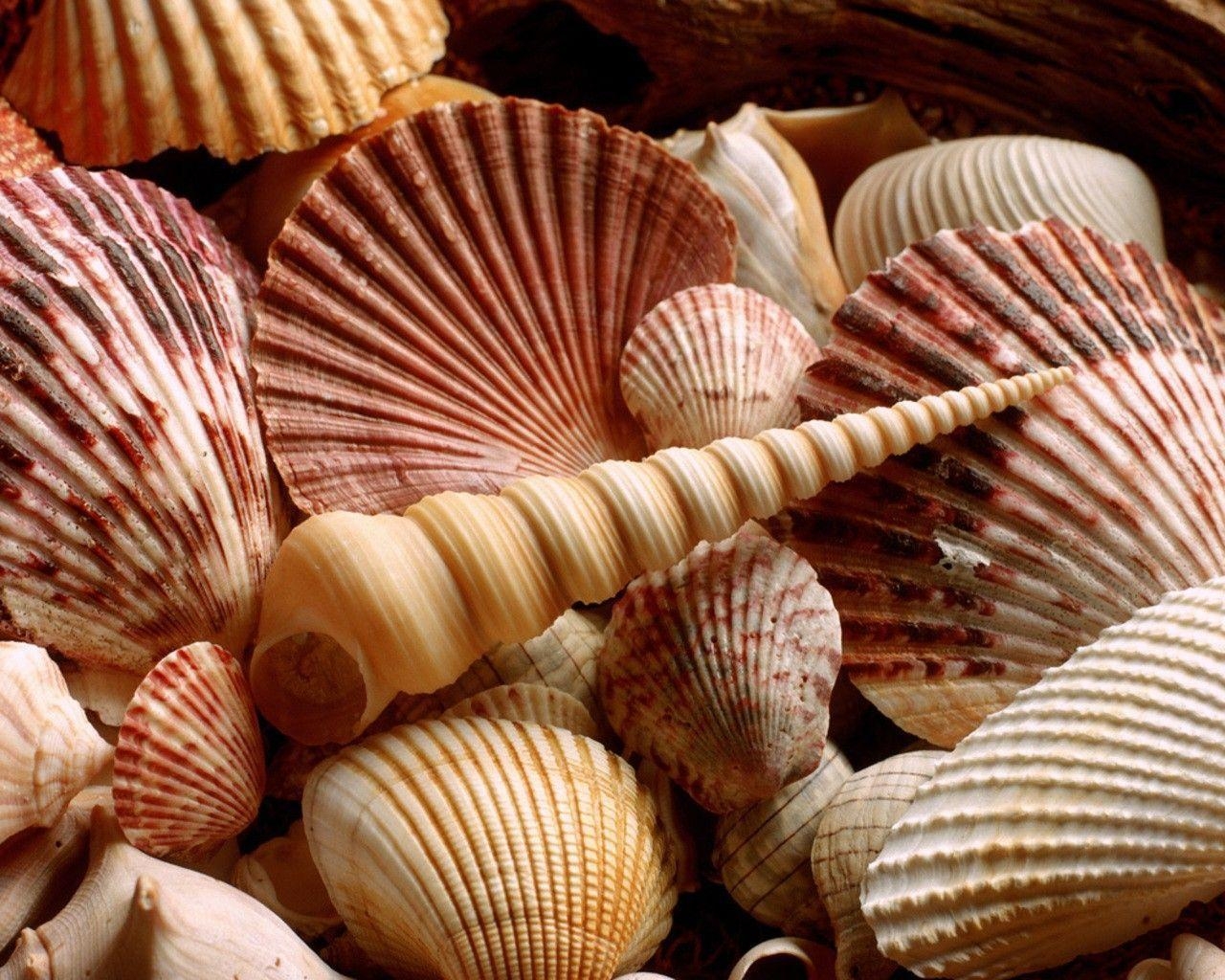 1280x1030 image For > Seashells Wallpaper, Desktop