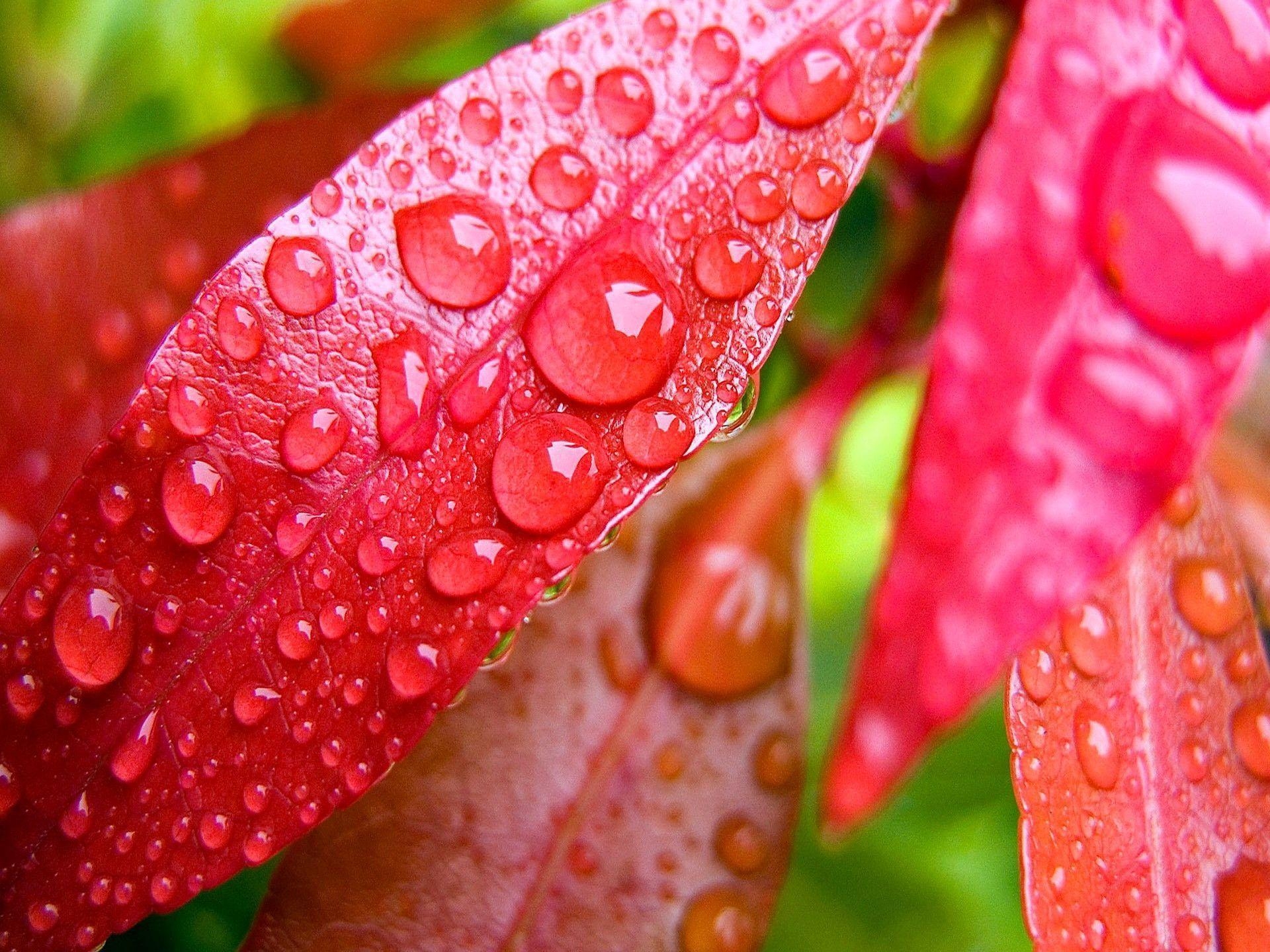 1920x1440 HD Red Leaf With Water Droplets Wallpaper, Desktop