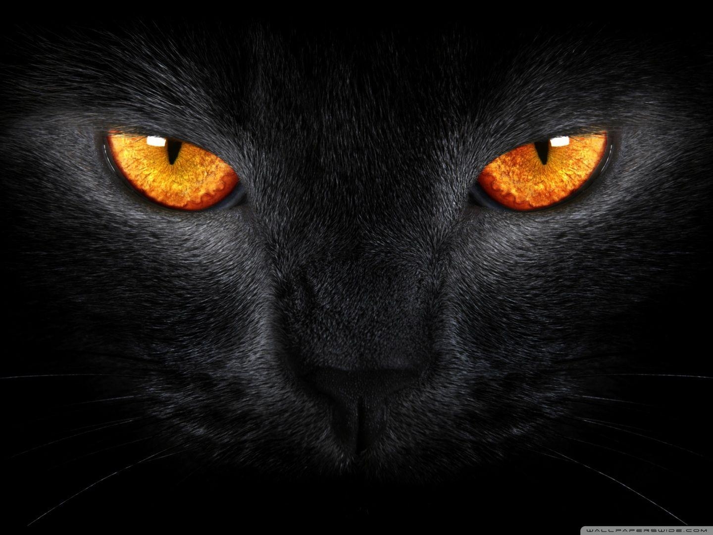 1440x1080 Ultra HD Black Cat Wallpaper #C14734F, Desktop