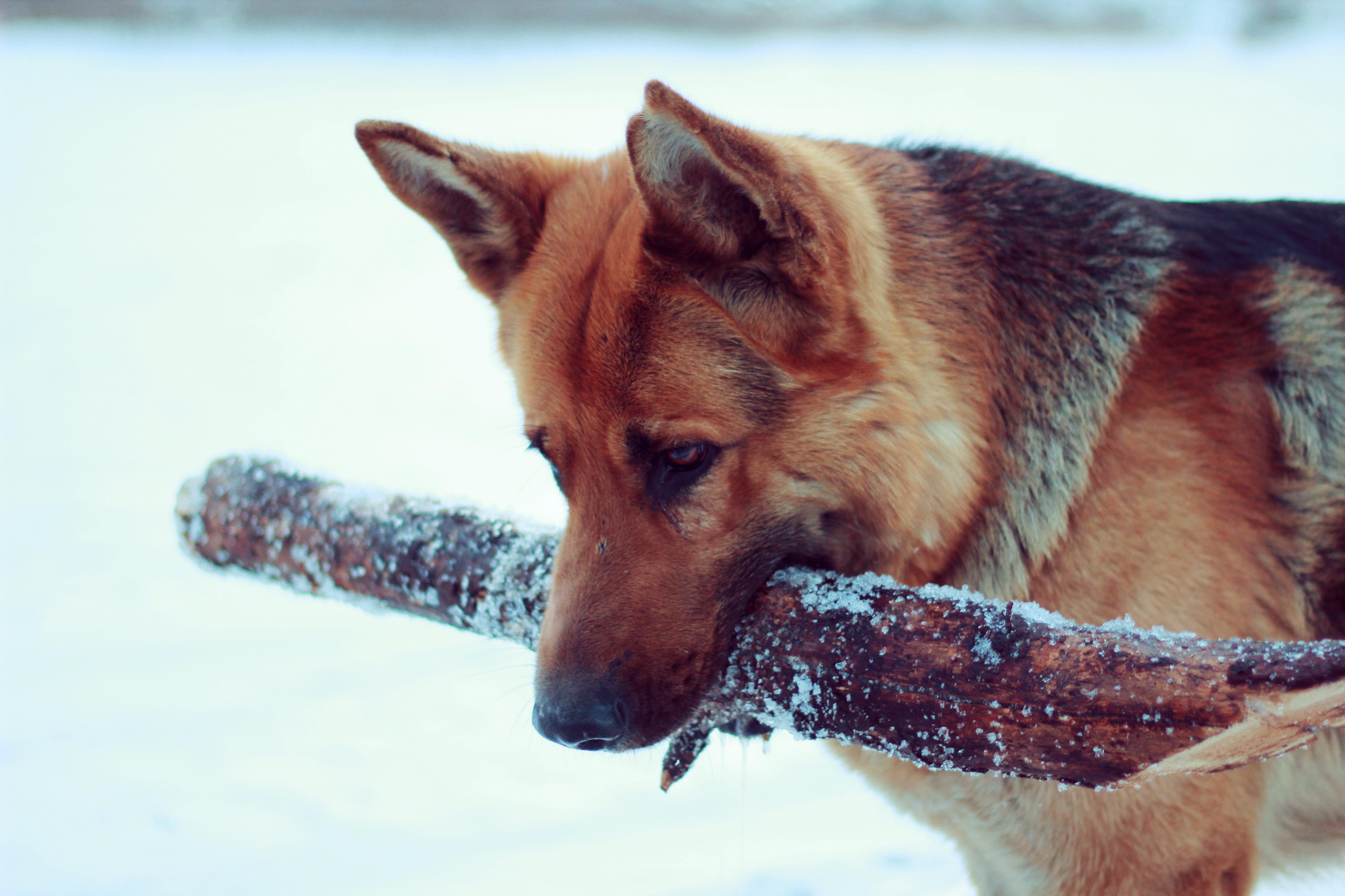 5190x3460 Fun snow dog German Shepherd winter g wallpaperx3456, Desktop