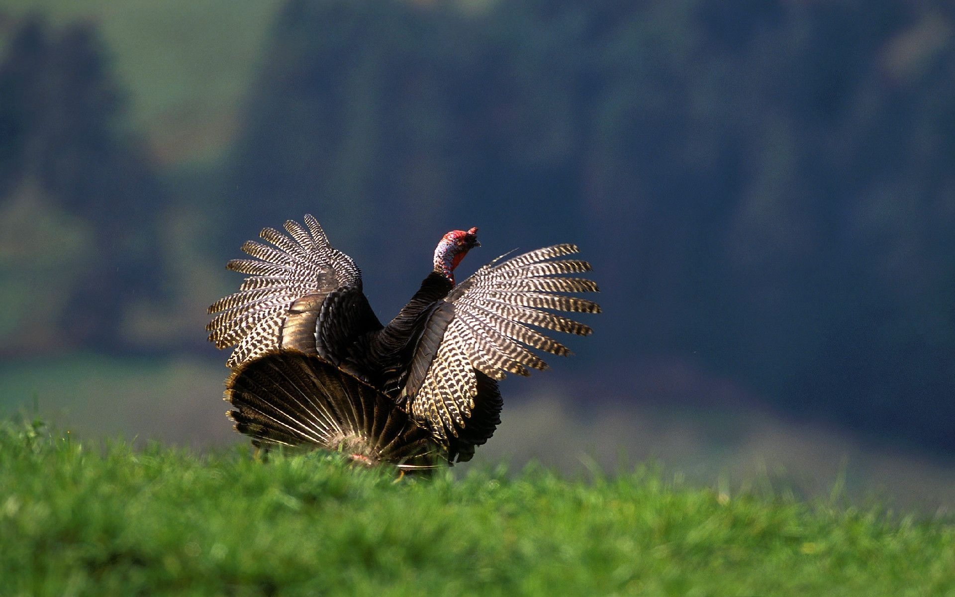 1920x1200 Turkey Wallpaper, Full HD p, Best HD Turkey Picture 959×768 Turkey Wallpaper Free (40 Wallpaper). Adorable Wallpaper. Turkey hunting, Pet birds, Wildlife, Desktop