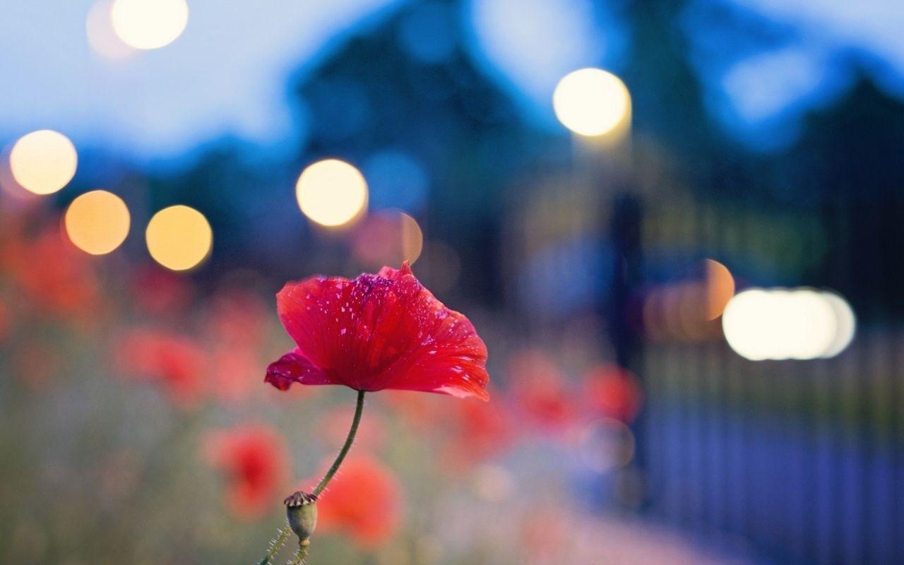 1280x800 Click Poppy Flower Wallpaper 140 Image And Save Image As Click, Desktop