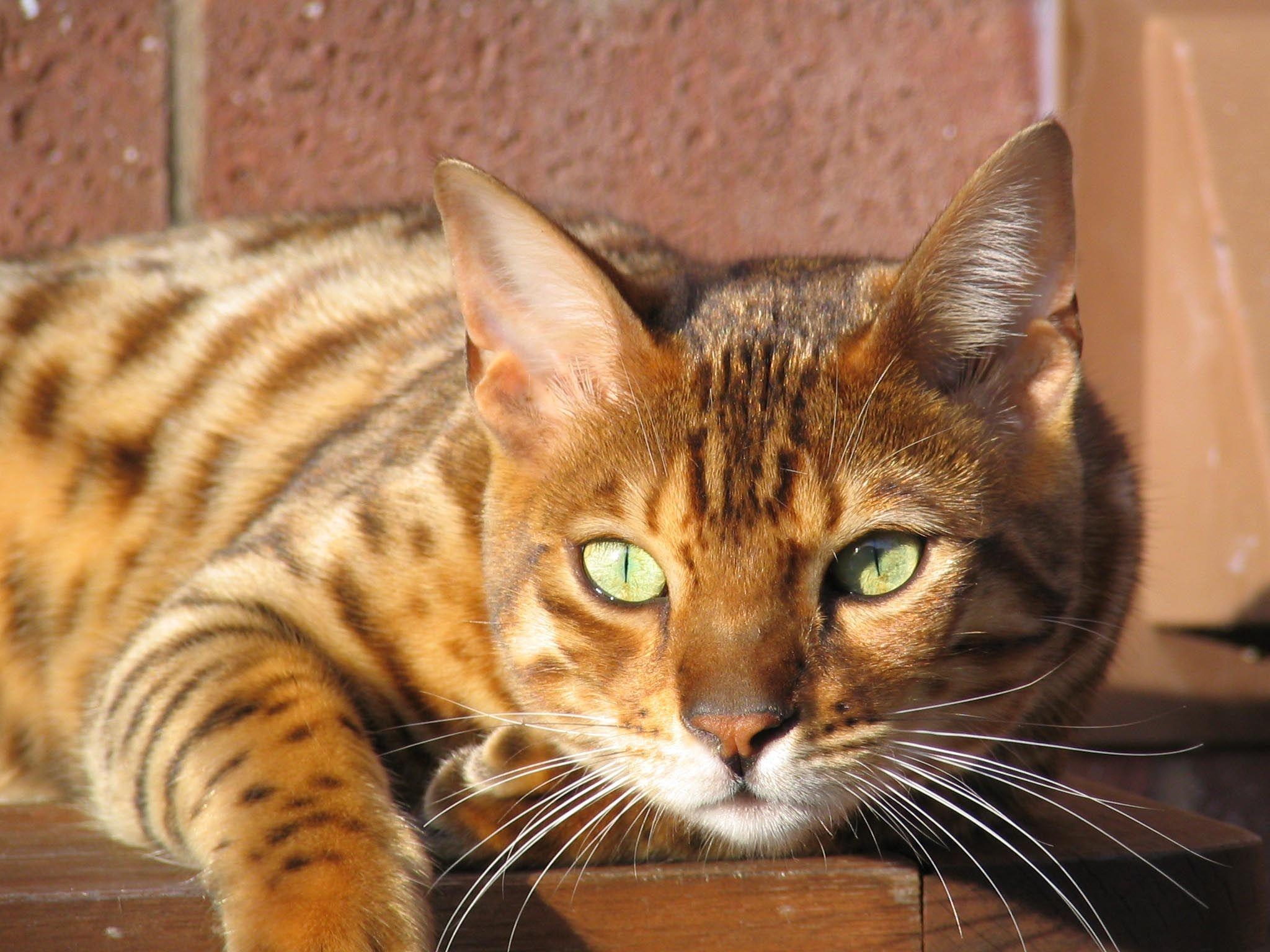 2050x1540 Beautiful Bengal Cat Desktop Wallpaper, Desktop