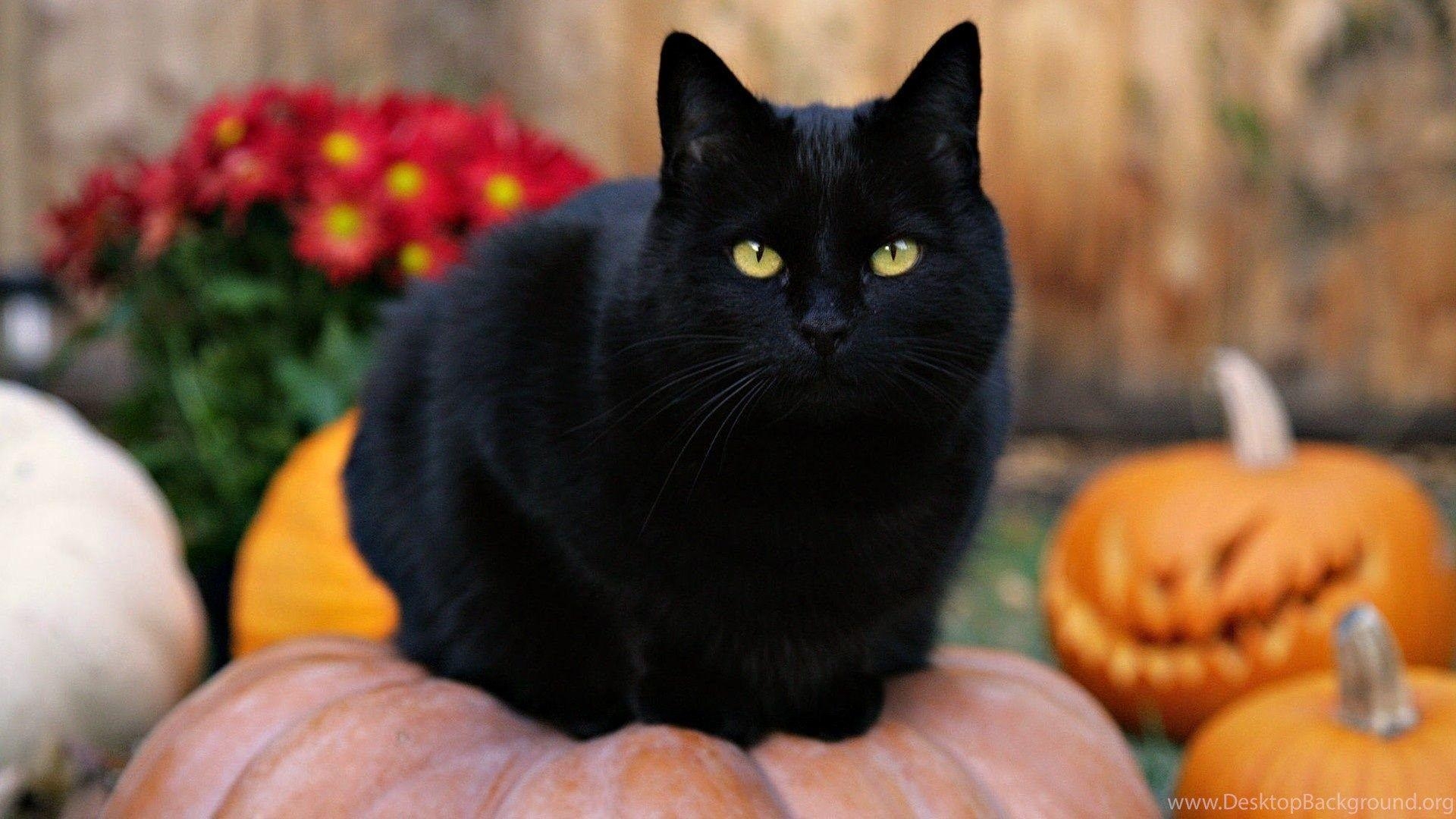 1920x1080 Halloween Black Cat Picture Wallpaper HD Wide Desktop Background, Desktop