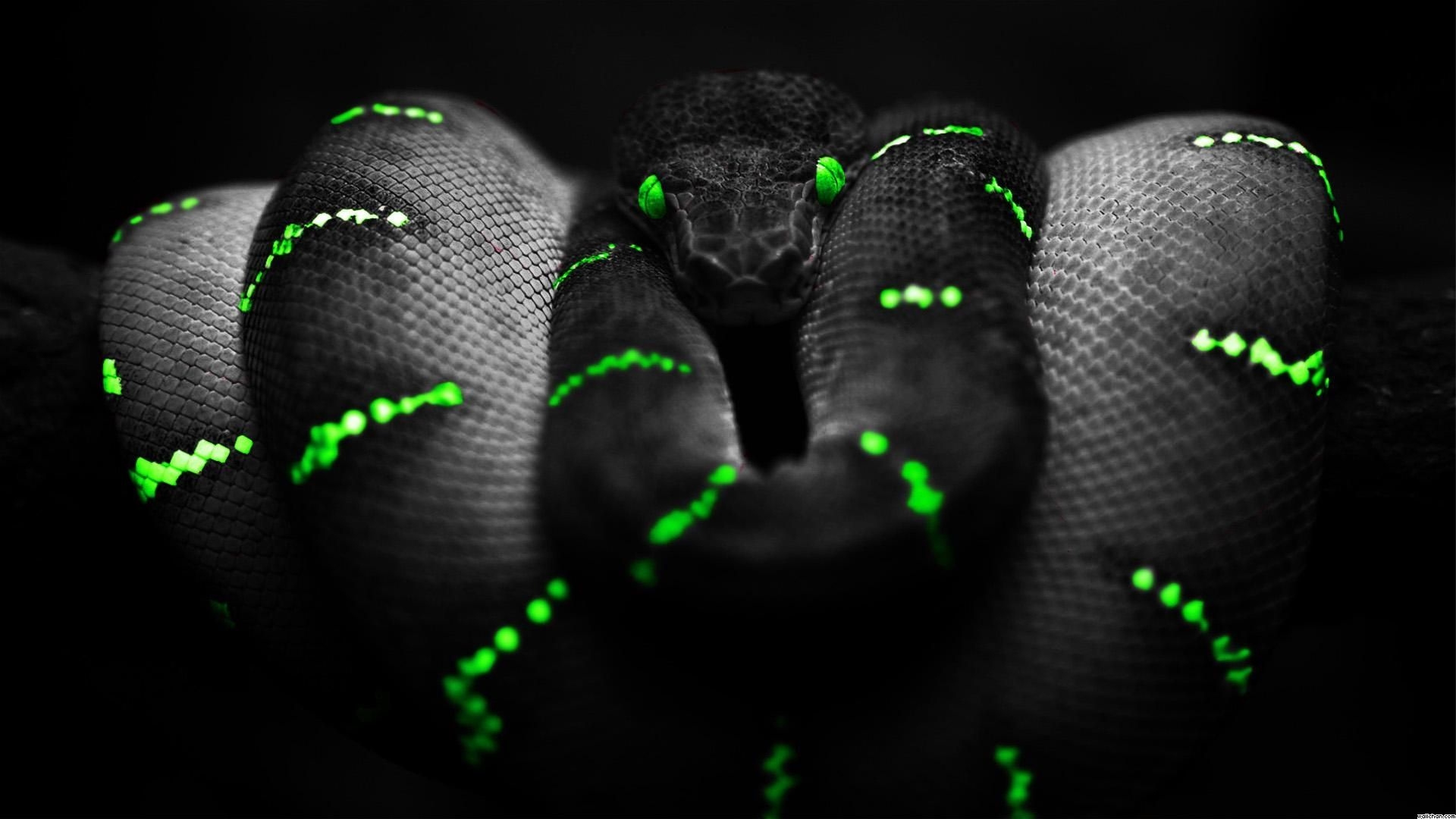 1920x1080 Black Snake Background Wallpaper -themes.com, Desktop