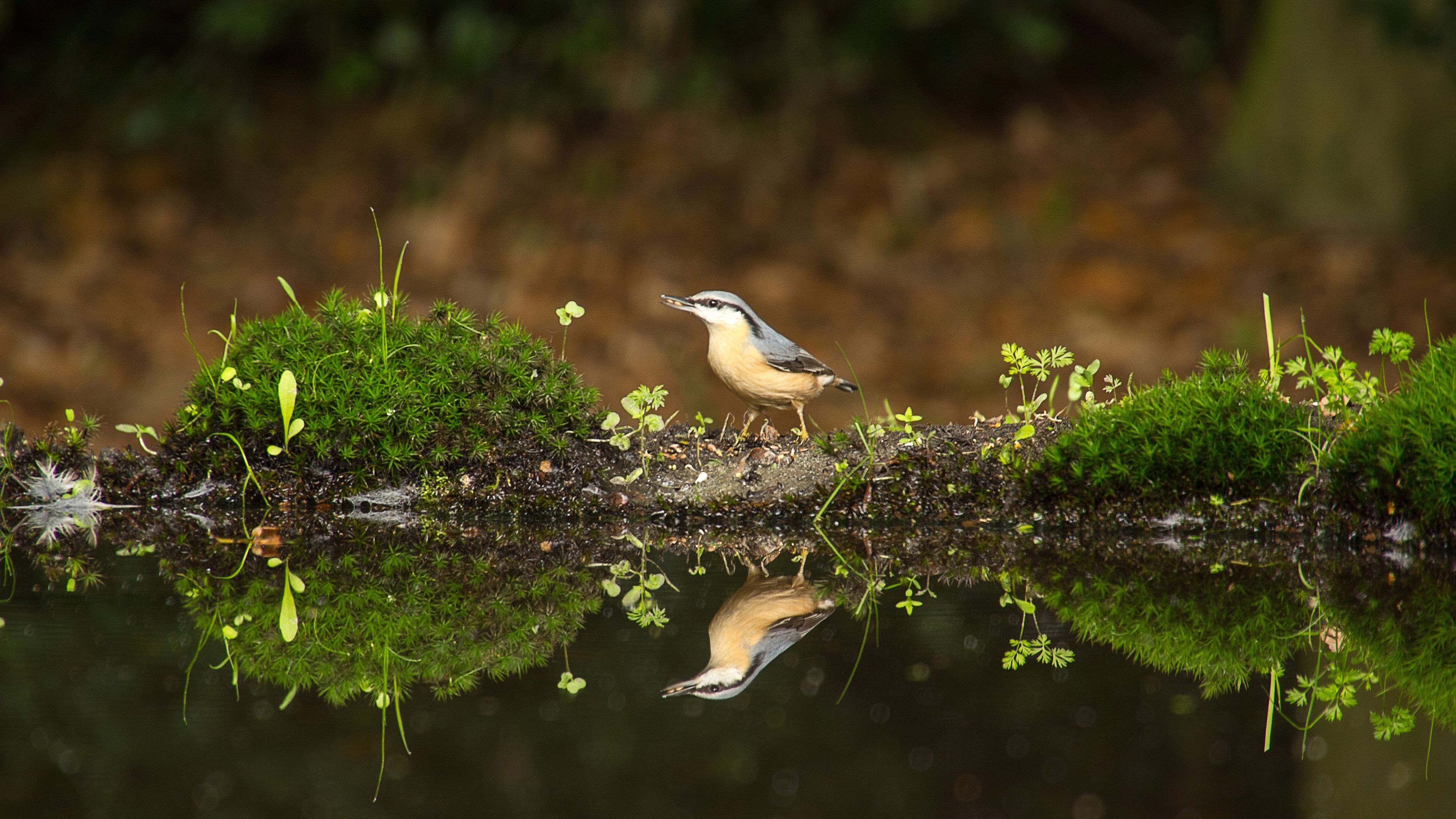 3840x2160 4K Bird Break Wallpaper HD, Desktop