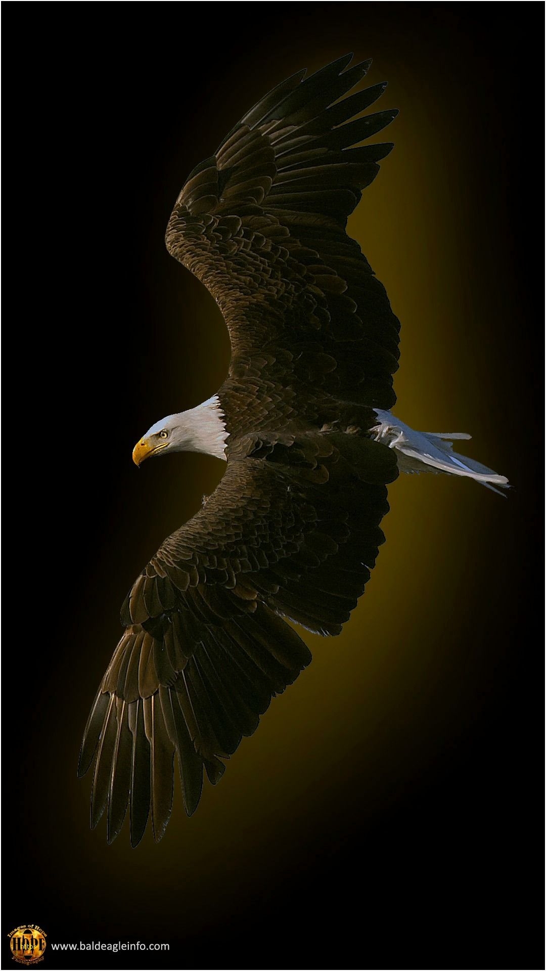 1080x1920 Eagle Wallpaper Lovely Bald Eagle Wallpaper 47 Wallpaper, Phone