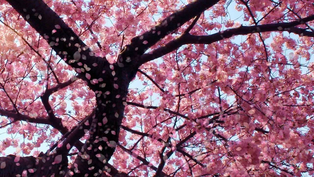 1280x720 Cherry Blossom Animated Wallpaper, Desktop