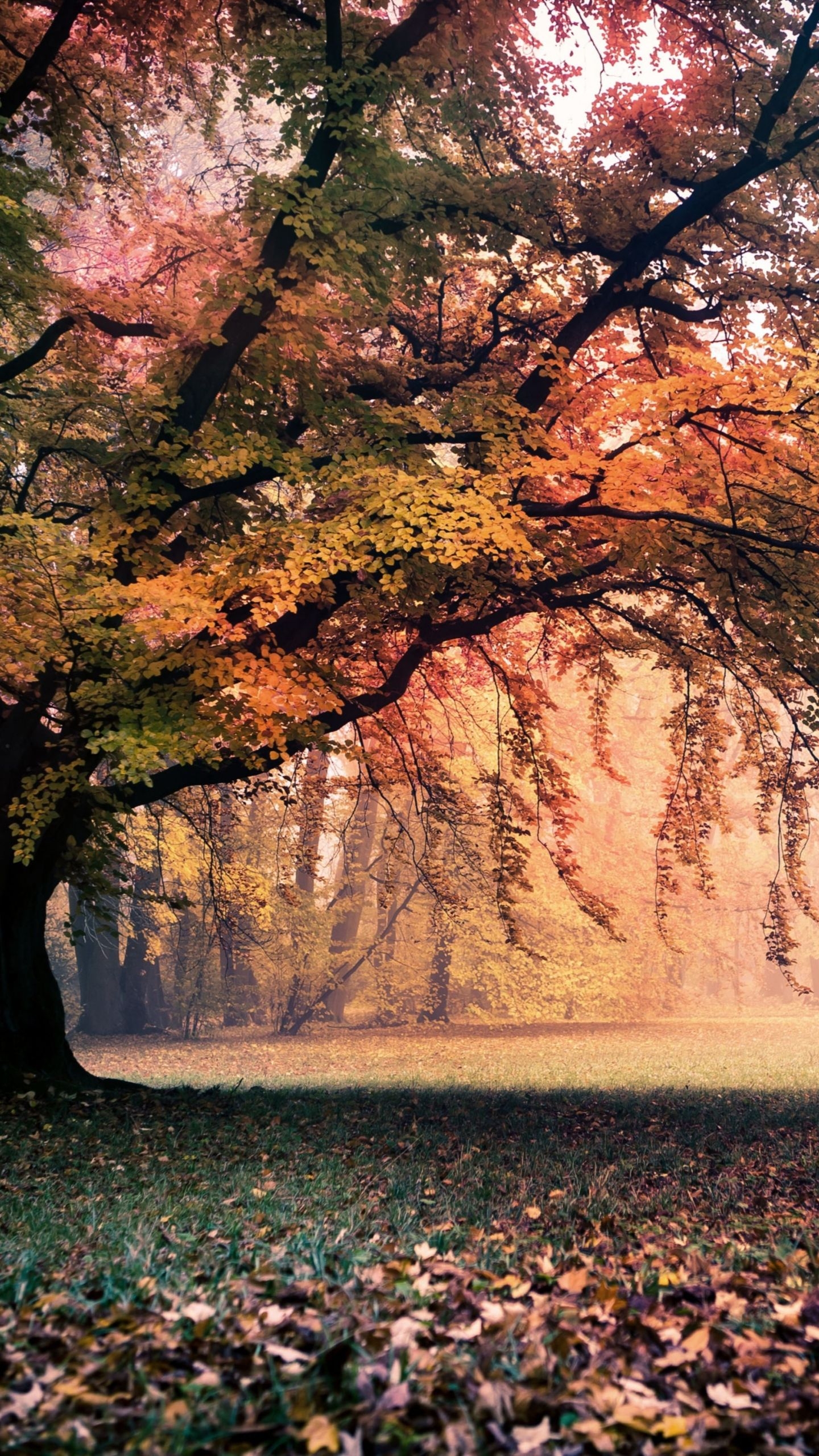 1440x2560 Colorful 1440 X 2560 Picture X 2560 Wallpaper Autumn, Phone