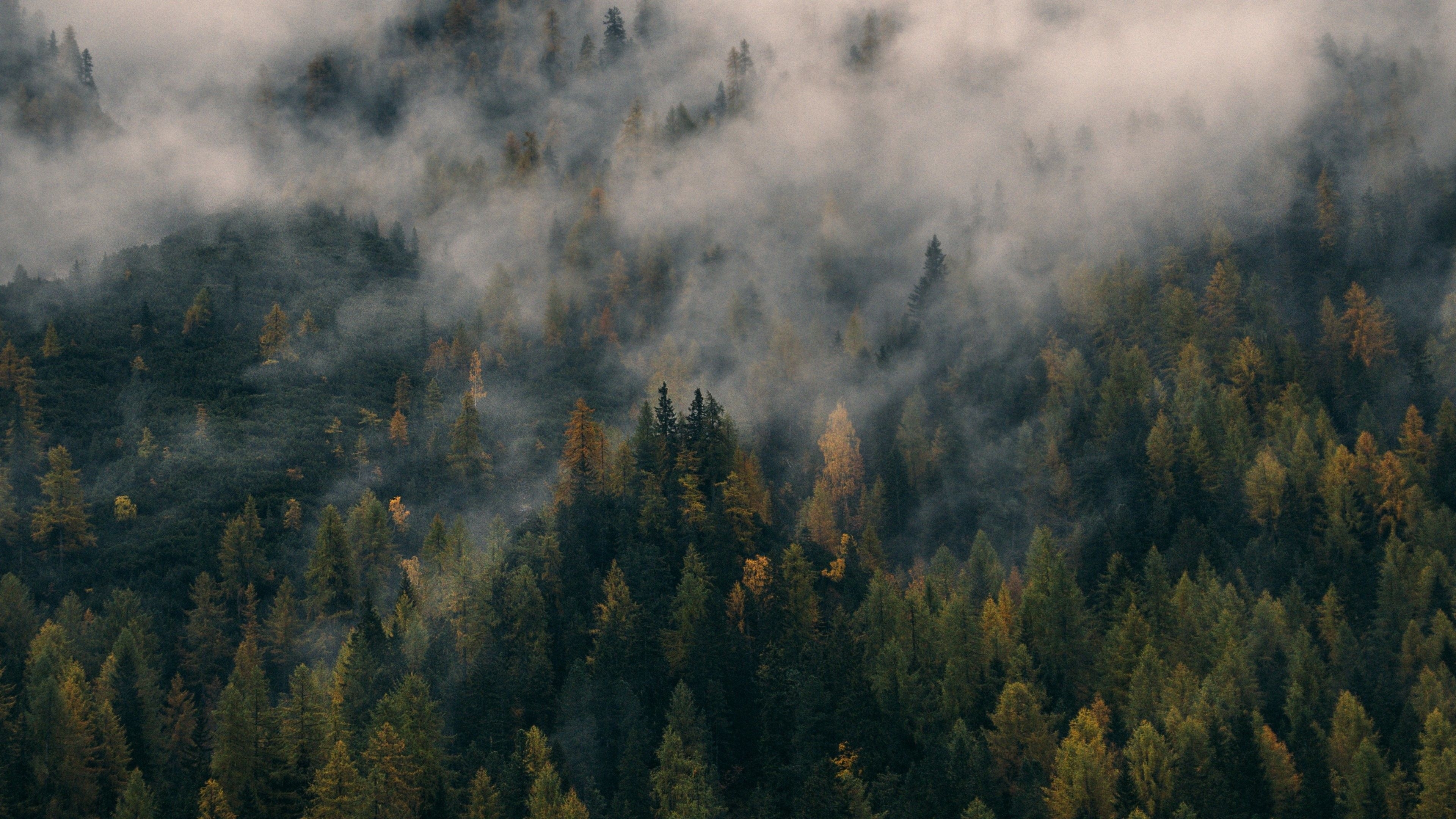 3840x2160 Foggy Forest Wallpaper, Desktop