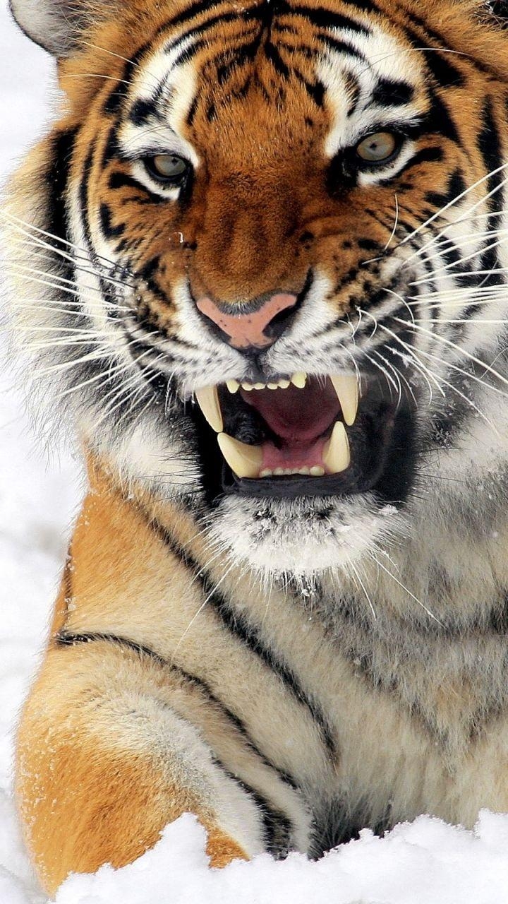 720x1280 Angry tiger in the snow Galaxy S3 Wallpaper (), Phone