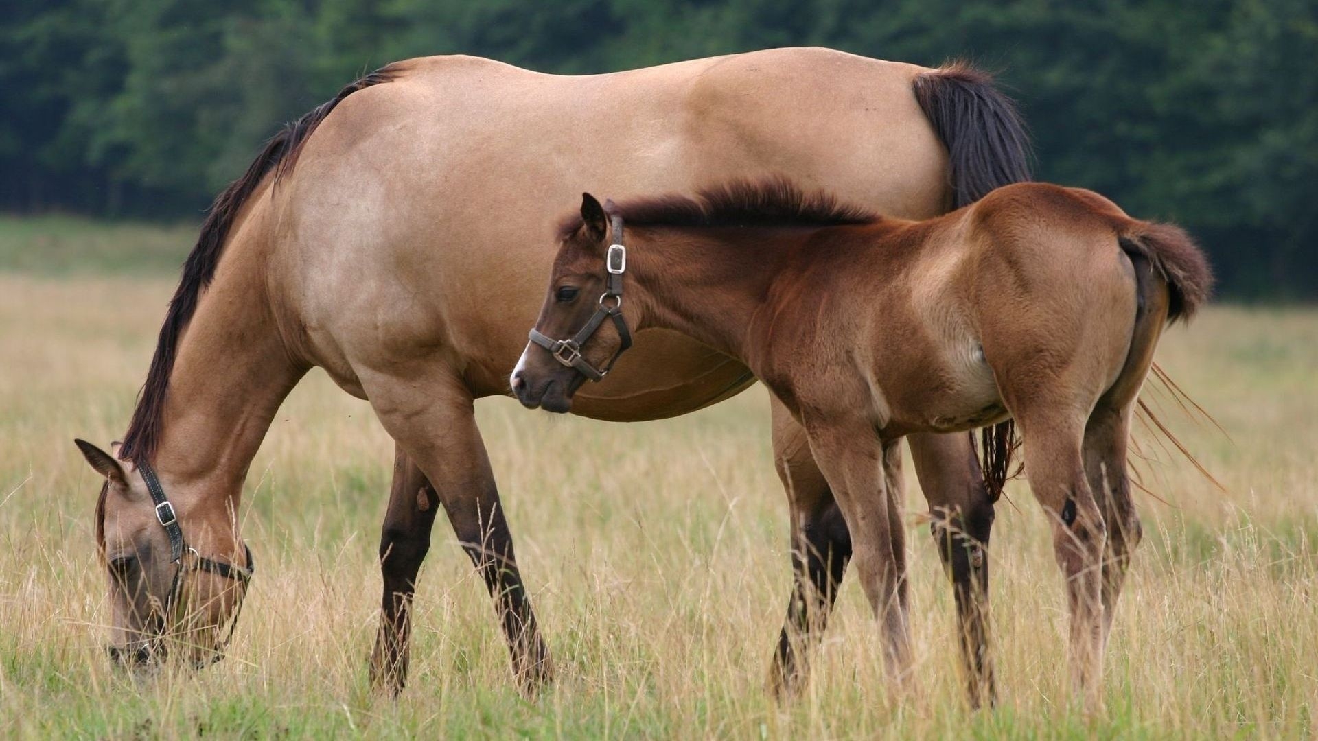 1920x1080 Free download Horse and foal in a pasture wallpaper and image wallpaper [1920x1200] for your Desktop, Mobile & Tablet. Explore Horse and Foal Wallpaper. Horse and Foal Wallpaper, Foal, Desktop