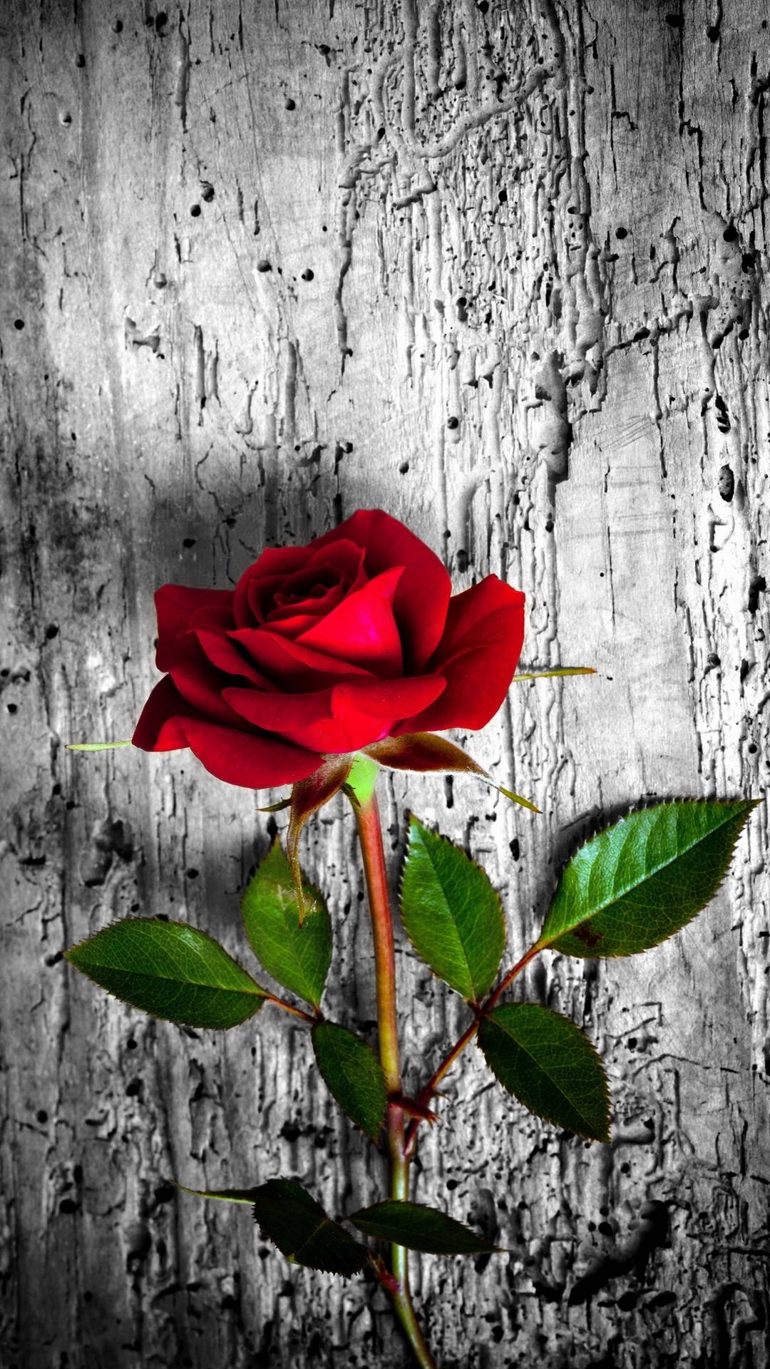 1080x1920 Flower Wallpaper, Floral, Rose Background: Rosely, Tools & Home Improvement, Phone