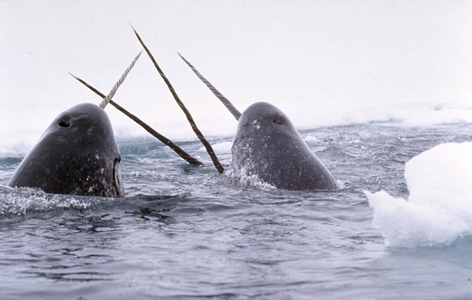 1500x960 Narwhal Wallpaper, Desktop