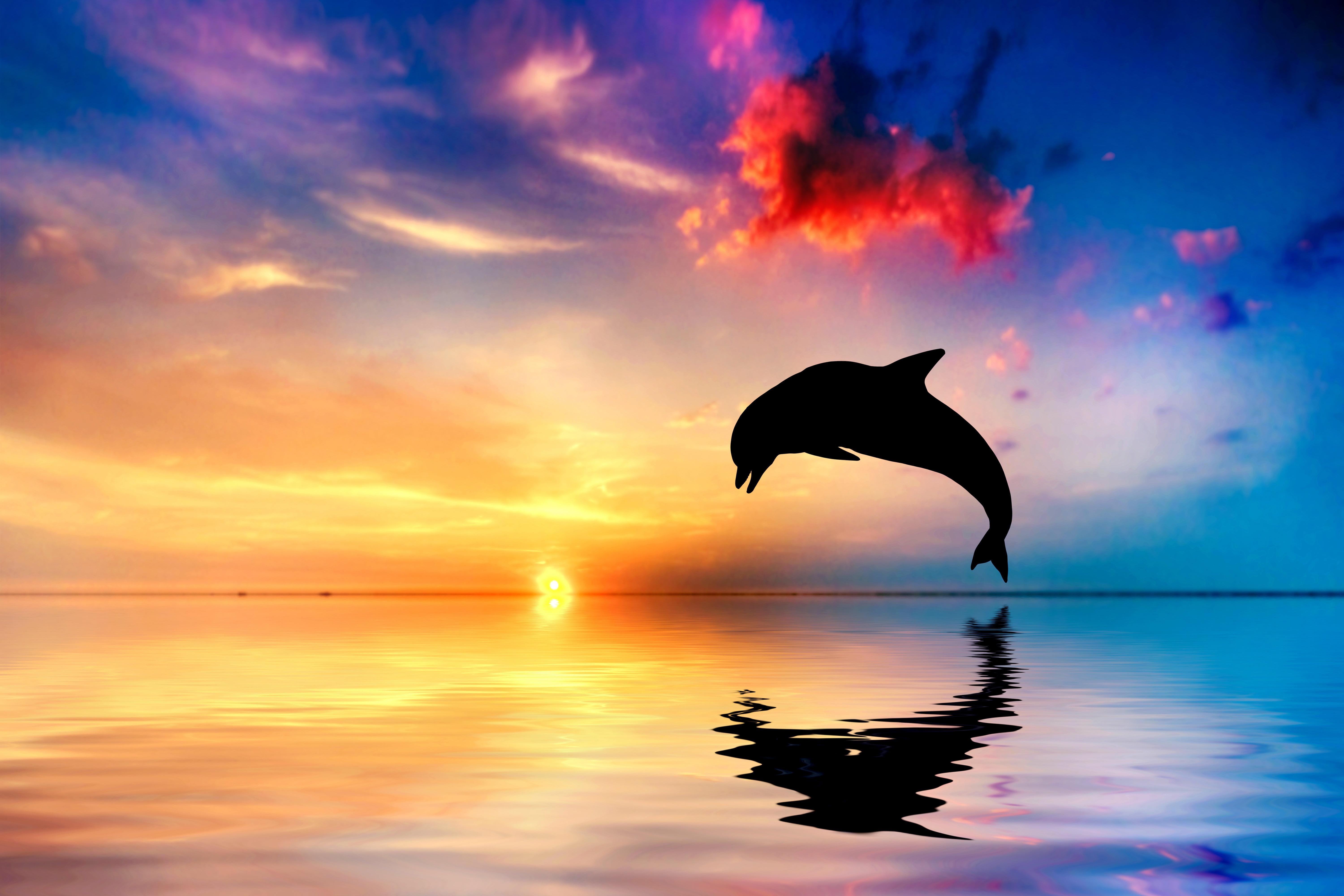 6000x4000 Blonde haired girl kissing dolphin on body of water HD, Desktop