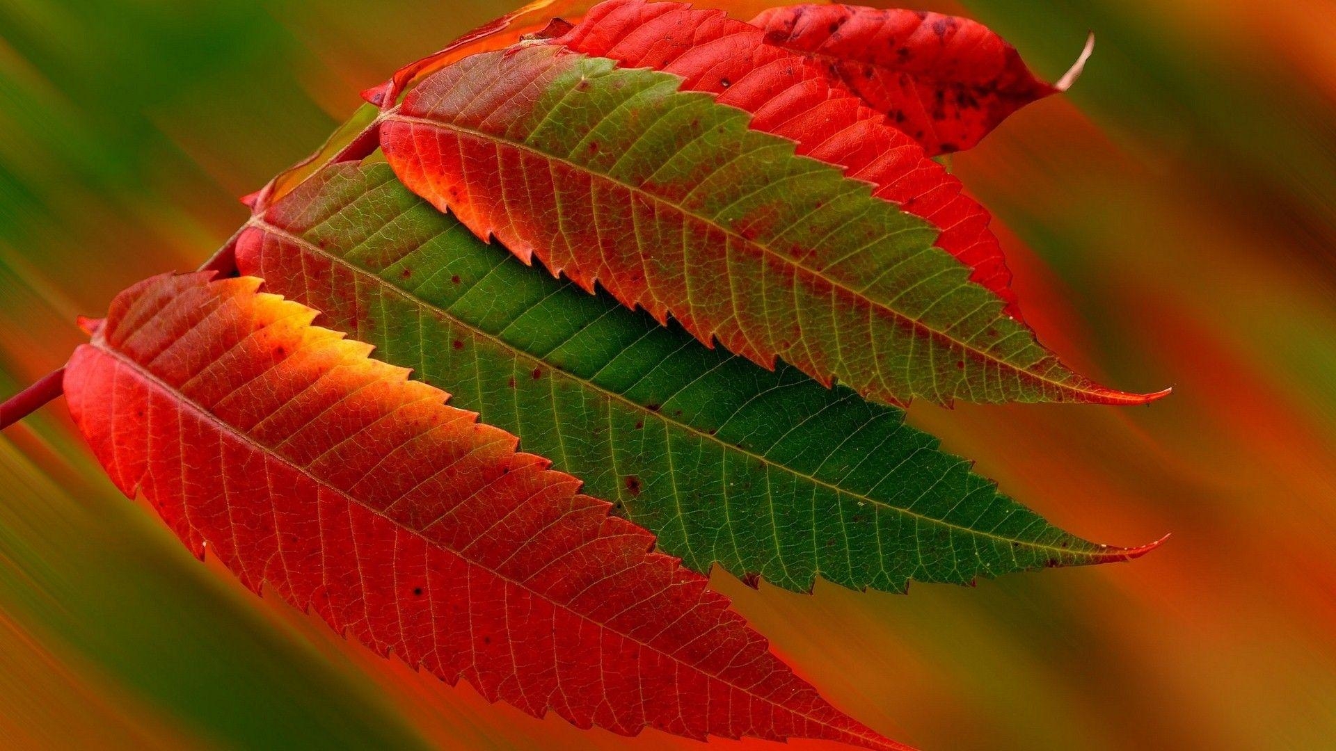 1920x1080 Red and Green Leaves HD Wallpaper, Desktop