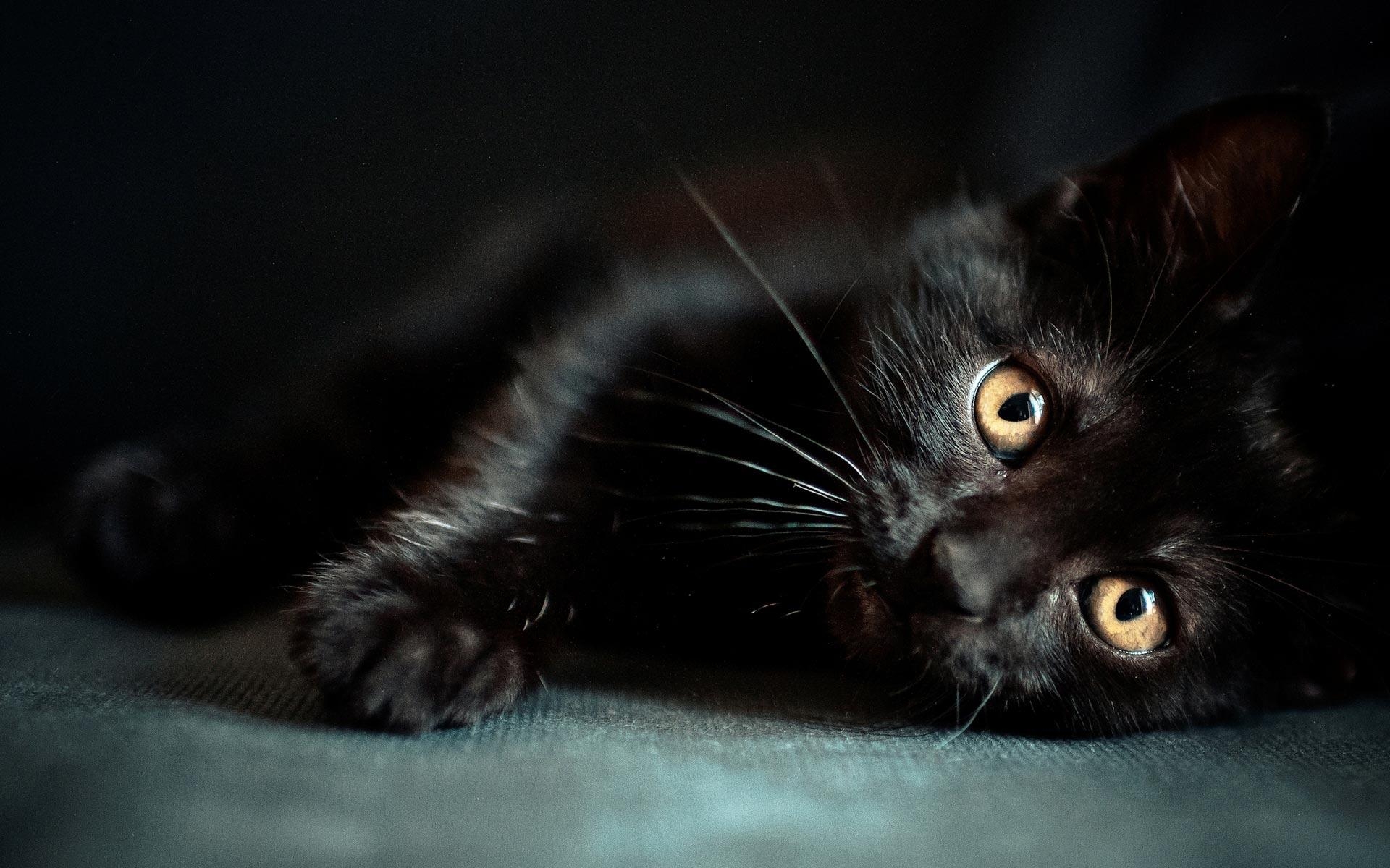 1920x1200 Black Cat Wallpaper. HD Wallpaper Pulse, Desktop