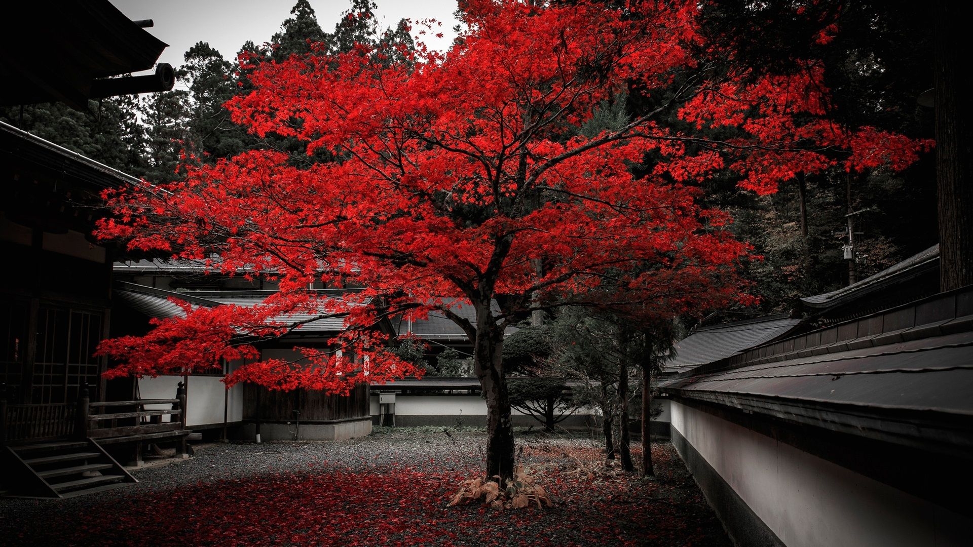 1920x1080 Wallpaper, trees, building, plants, Japan, red leaves, fall, Desktop