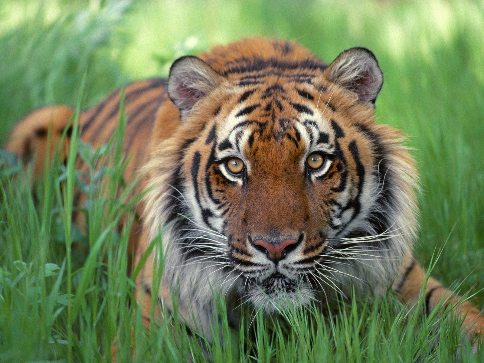 1600x1200 Angry tiger wallpaper wallpaper for free download about 138, Desktop