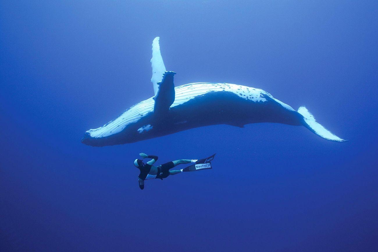 1300x870 Bucket List, Dive With Whales in The Kingdom of Tonga, Desktop