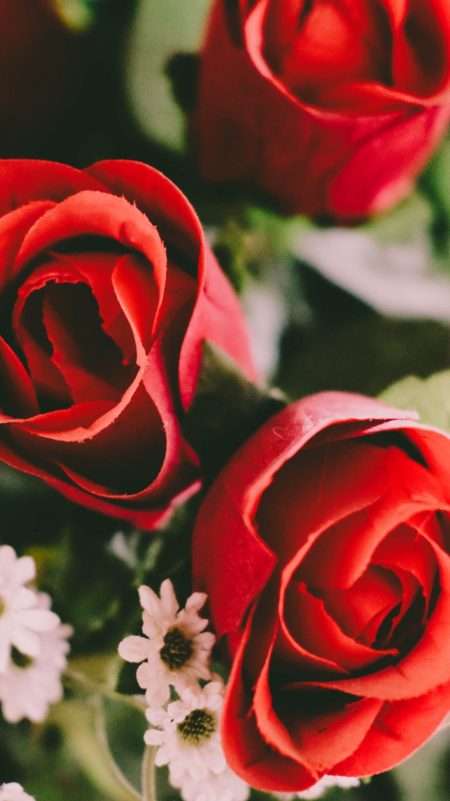 1440x2560 Red Roses Wallpaper, Android, Phone