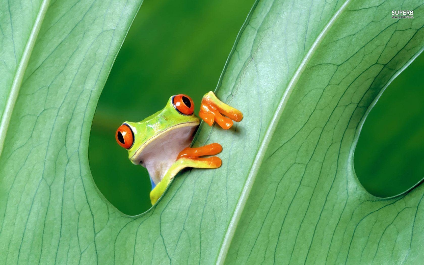 1680x1050 Red Eyed Tree Frog Wallpaper Wallpaper #, Desktop