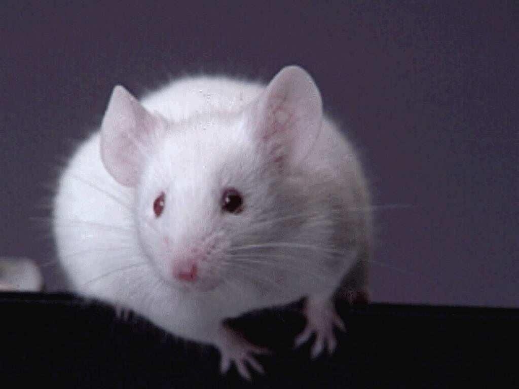 1030x770 White Rat wallpaper Animals, Desktop