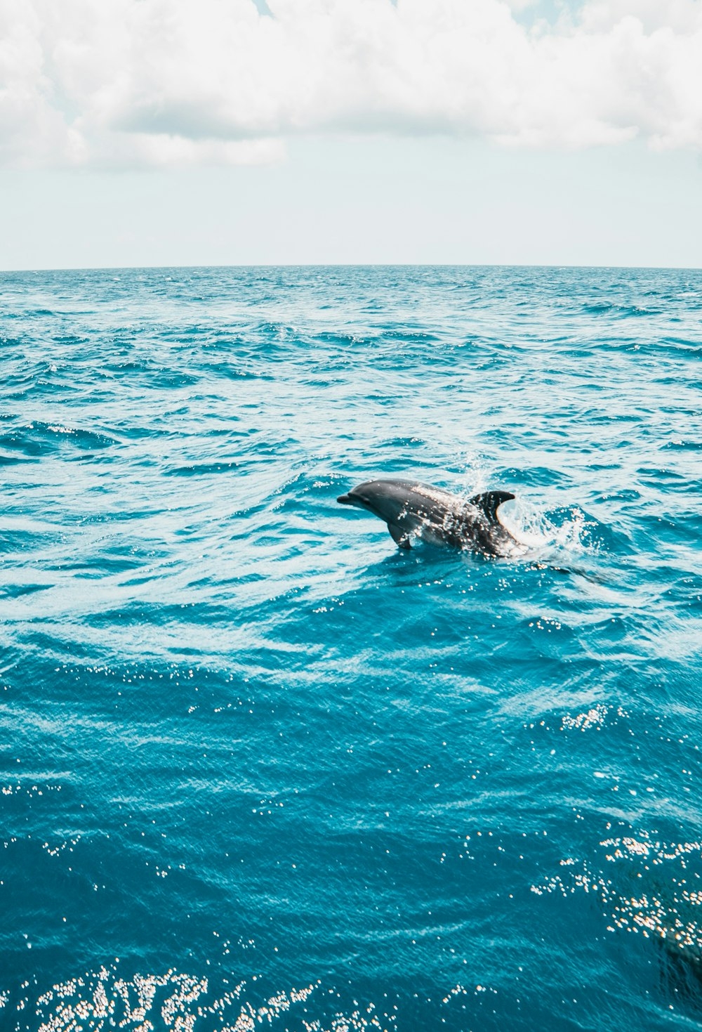 1000x1470 Dolphin Wallpaper: Free HD Download, Phone