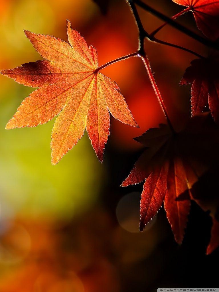 770x1030 Autumn Maple Leaves ❤ 4K HD Desktop Wallpaper for 4K Ultra HD TV, Phone