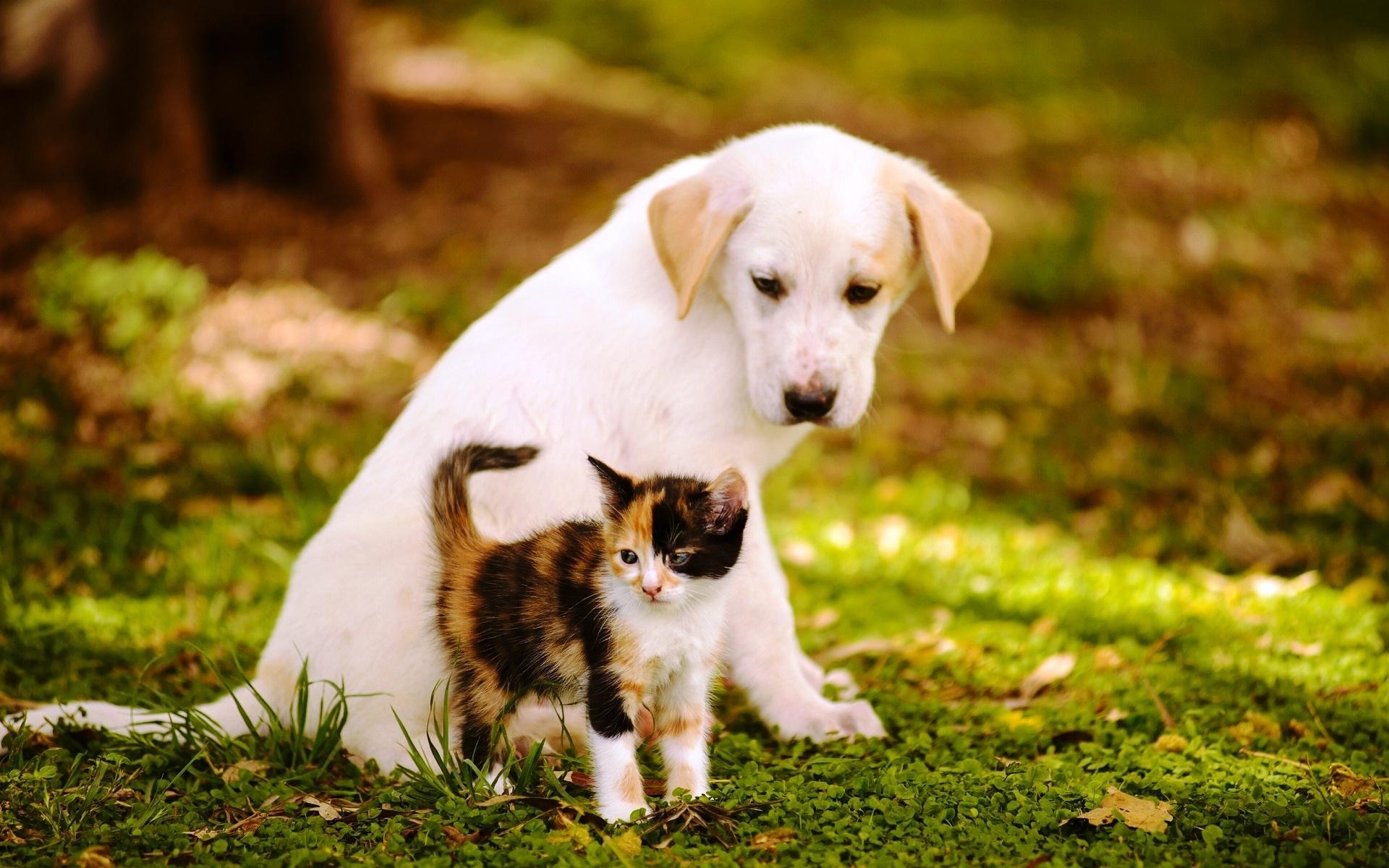 1920x1200 Cute Picture Of Baby Cats And Dogs, Desktop