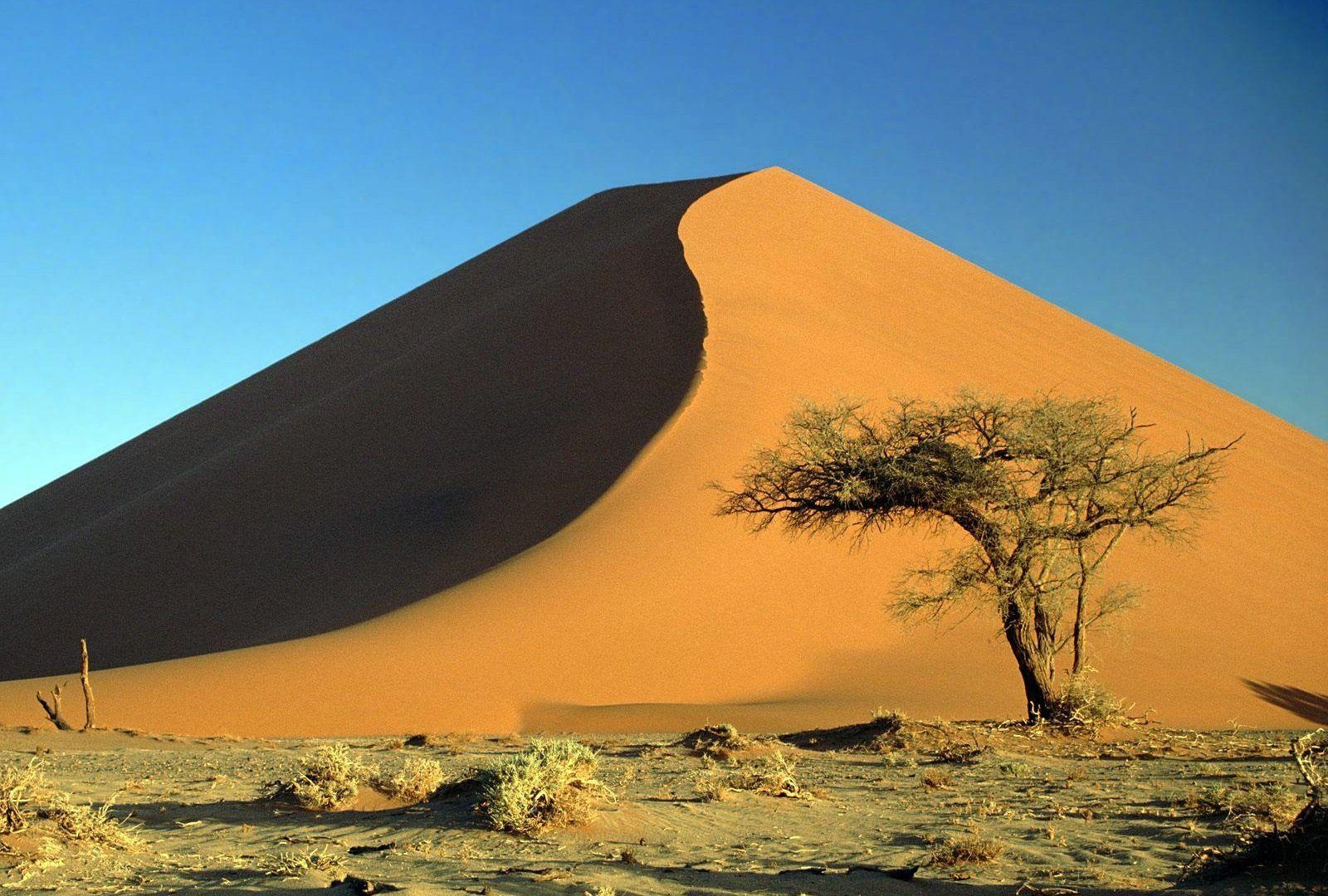 1600x1080 Deserts: Desert Acacia Namib Africa Nature Dunes Sand Namibia Tree, Desktop